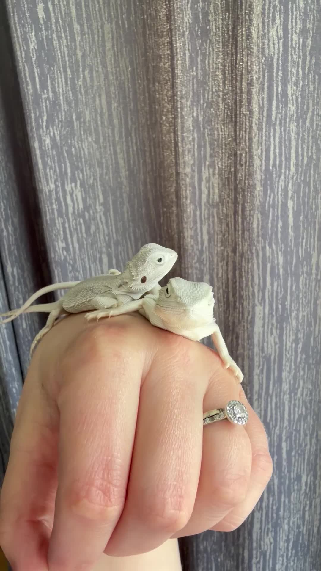 Bearded Dragon reptiles for sale: ❄️🤍 Baby Snow White Hypo Zero Bearded Dragon 🤍❄️ - Video 1
