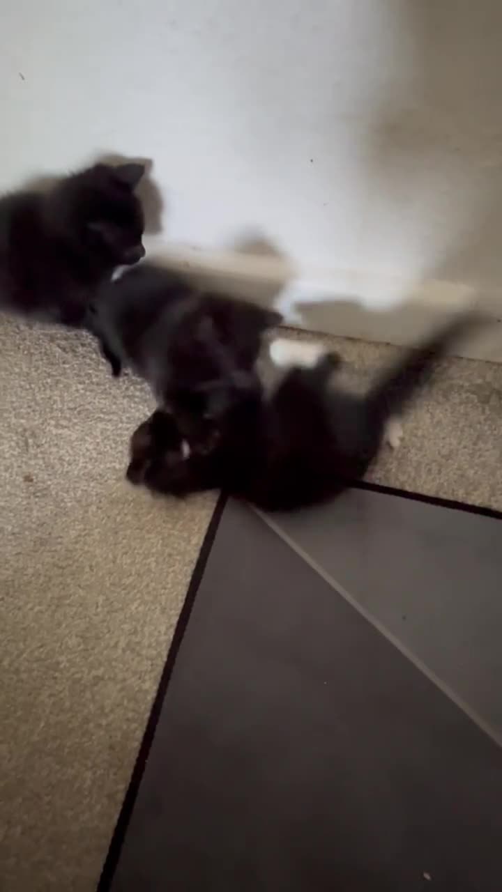 British Shorthair cats for sale: 3 Male Black / Black White Kittens in Brighton - Video 1