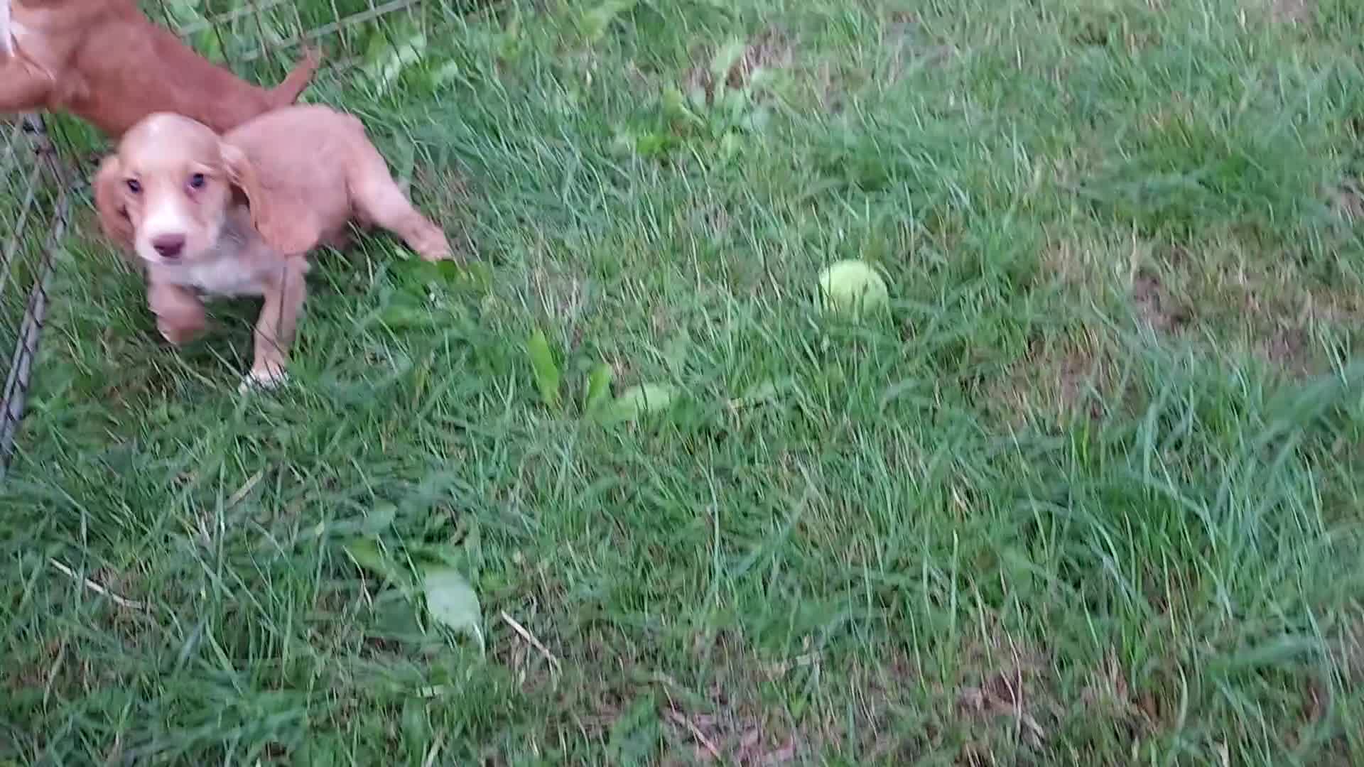 Cocker Spaniel dogs for sale: Kc reg quality cocker spaniel puppies - Video 3