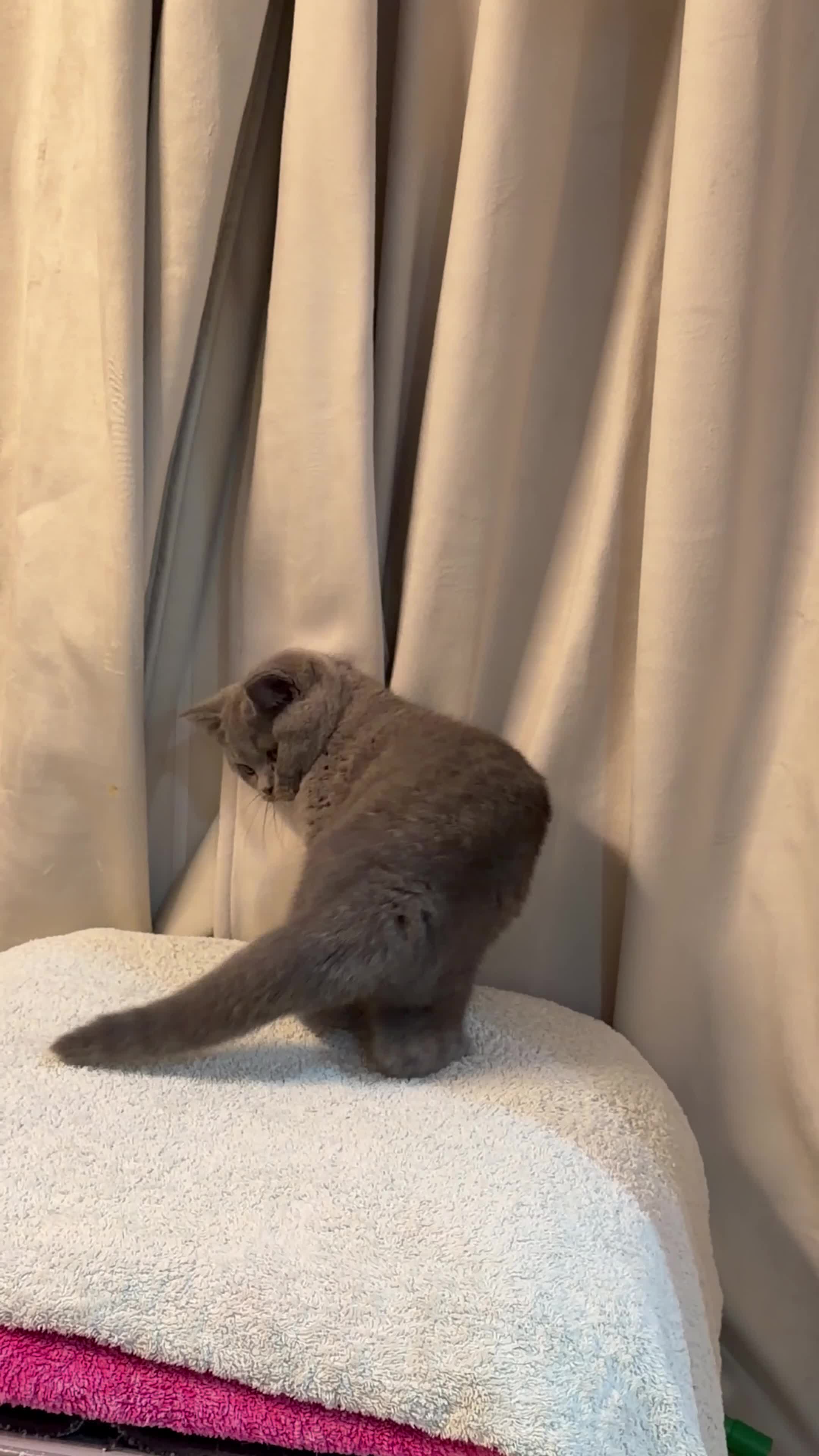 British Shorthair cats for sale: 😽Full Pedigree Registered BSH🌷Trusted Breeder - Video 1