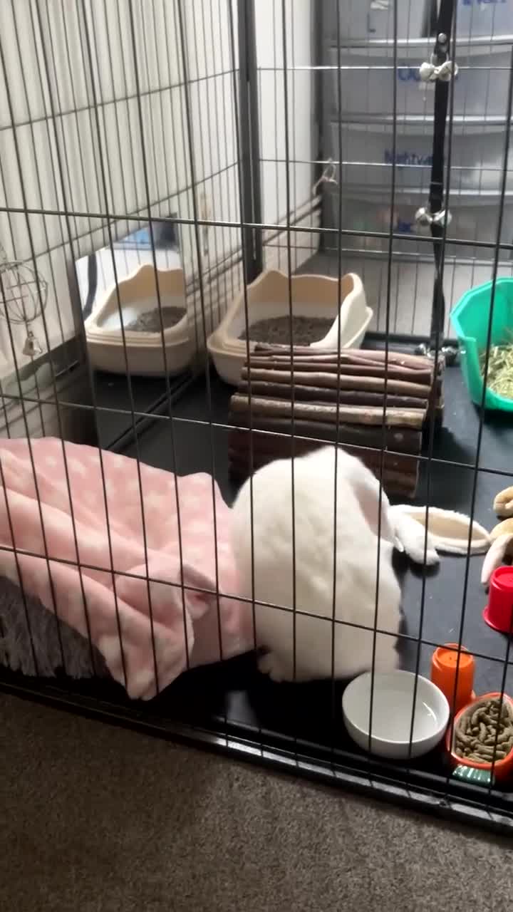 Dwarf Lop rabbits for sale: White rabbit with blue eyes  - Video 2