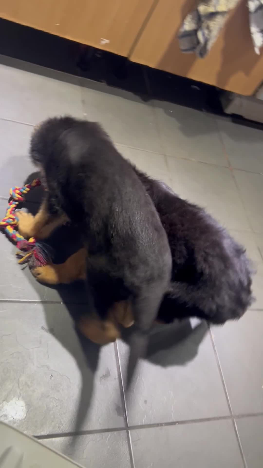 German Shepherd dogs for sale: Kc registered long haired GSD Puppy - Video 1