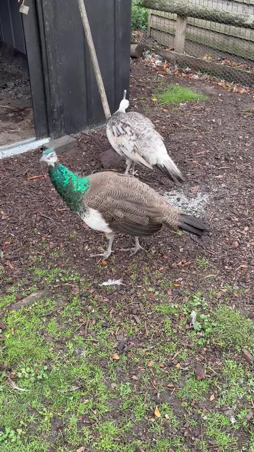Peafowl poultry for sale: Mixed colours peacock/peahens - Video 1