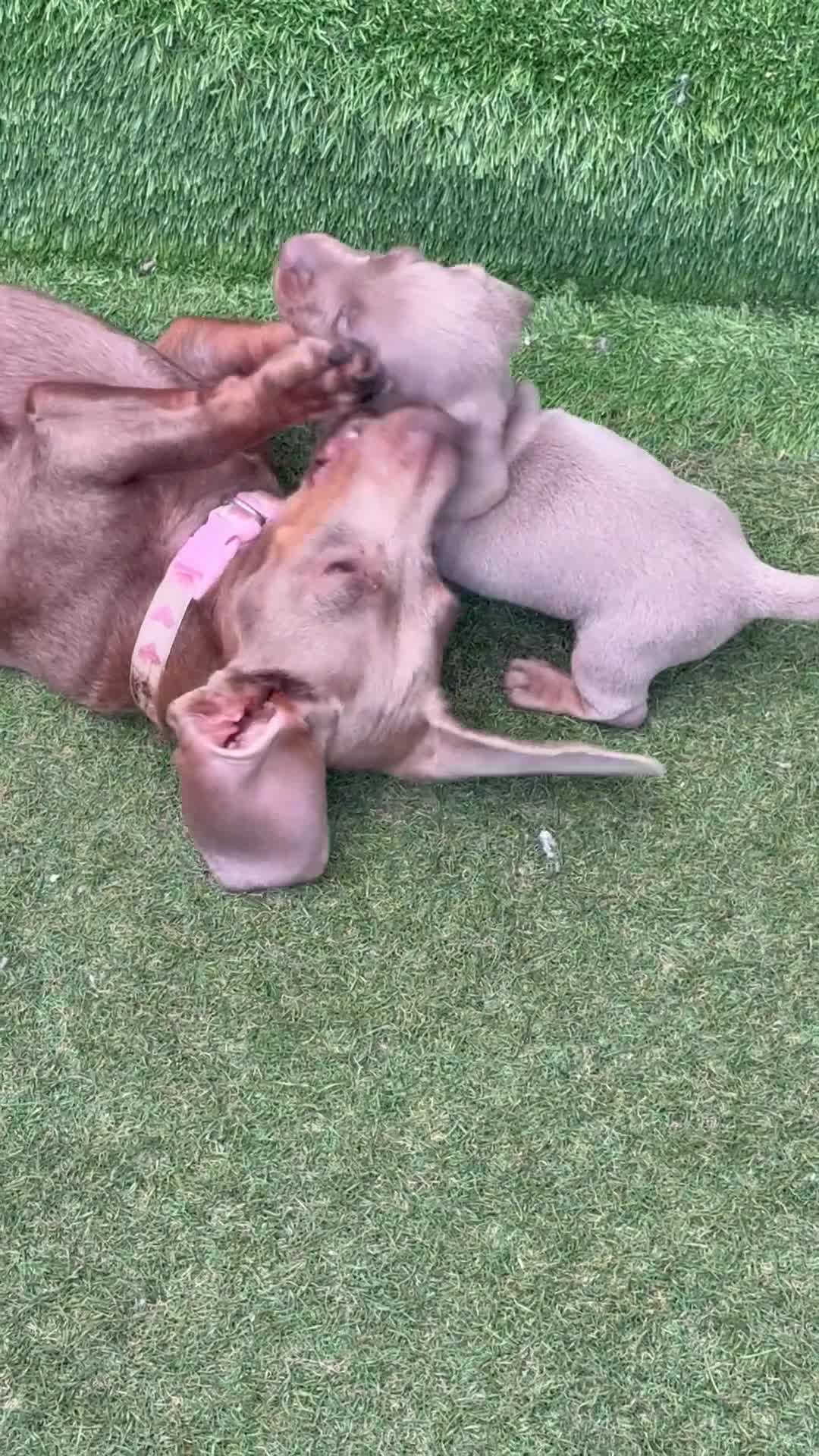 Miniature Dachshund dogs for sale: Miniature dachshund chanpaine color in Manchester - Video 1