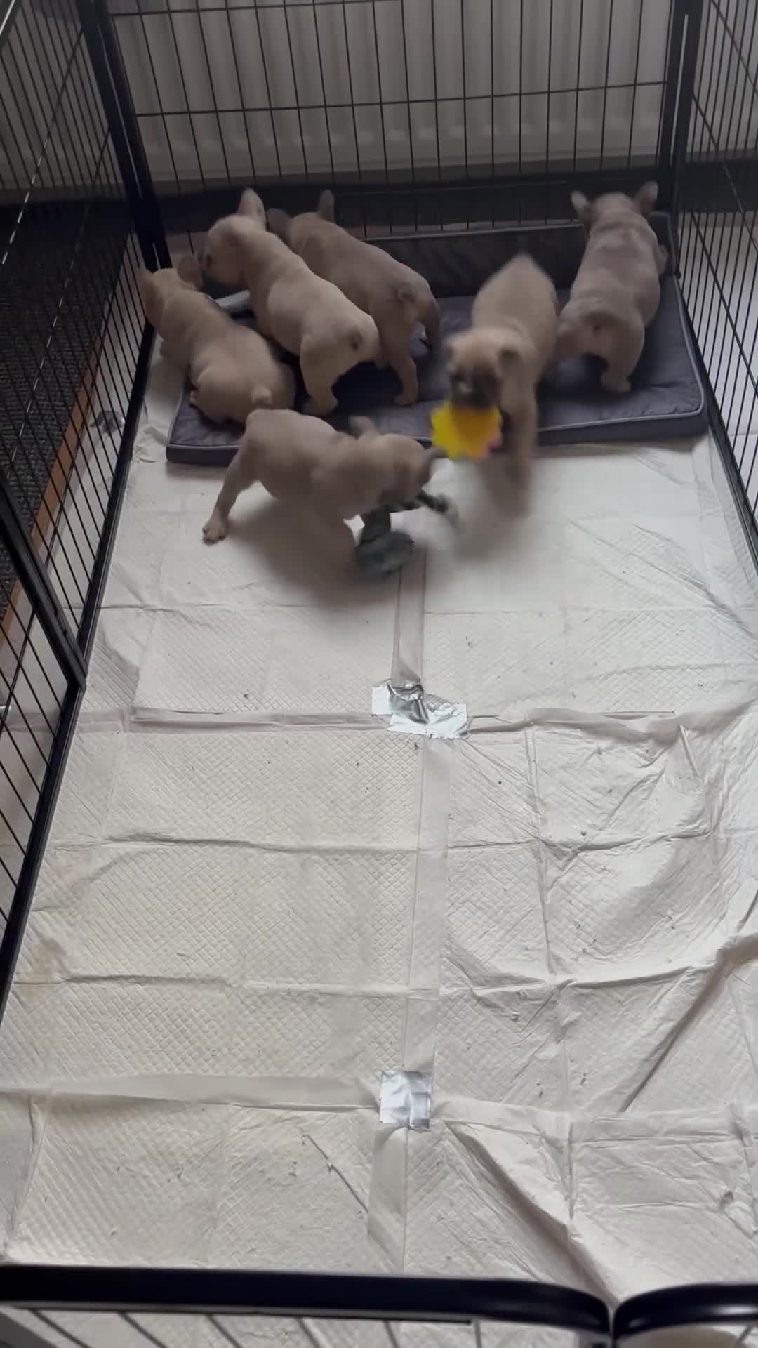 French Bulldog dogs for sale: REDUCED £750 French Bulldog Male pups  - Video 1