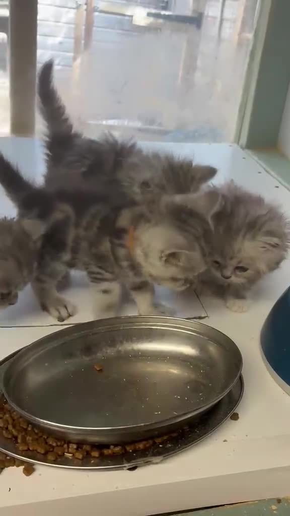 Persian cats for sale: Chocolate Box kittens for sale! - Video 1