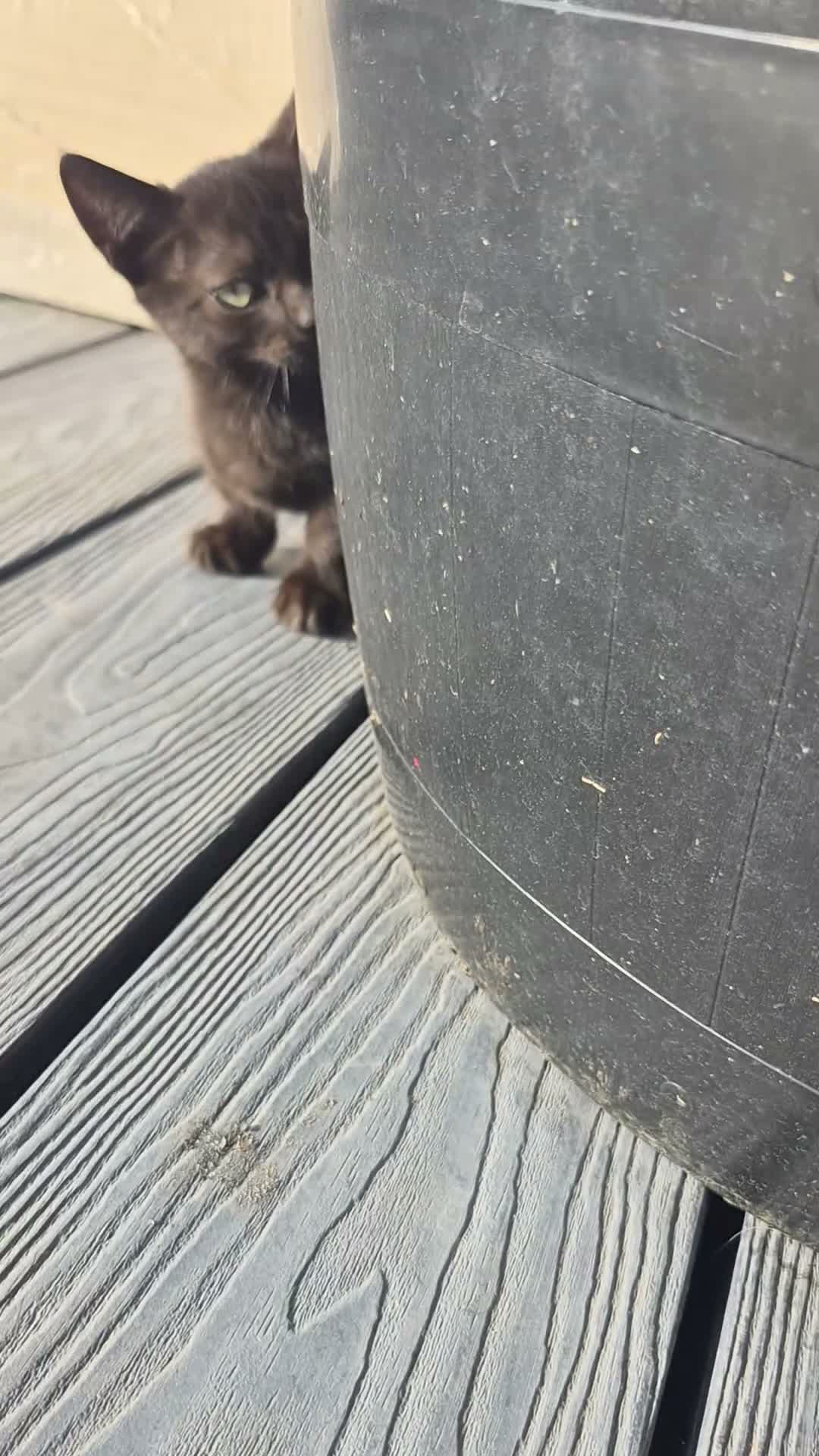 Mixed Breed cats for sale: Half pedigree bambino sphynx half bombay black ! in Tring - Video 1