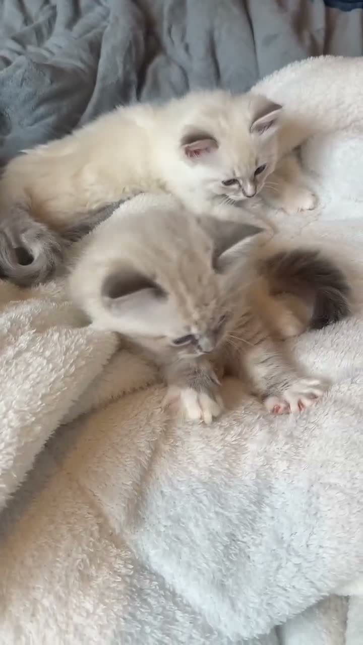 Ragdoll cats for sale: Last female pure ragdoll  - Video 1