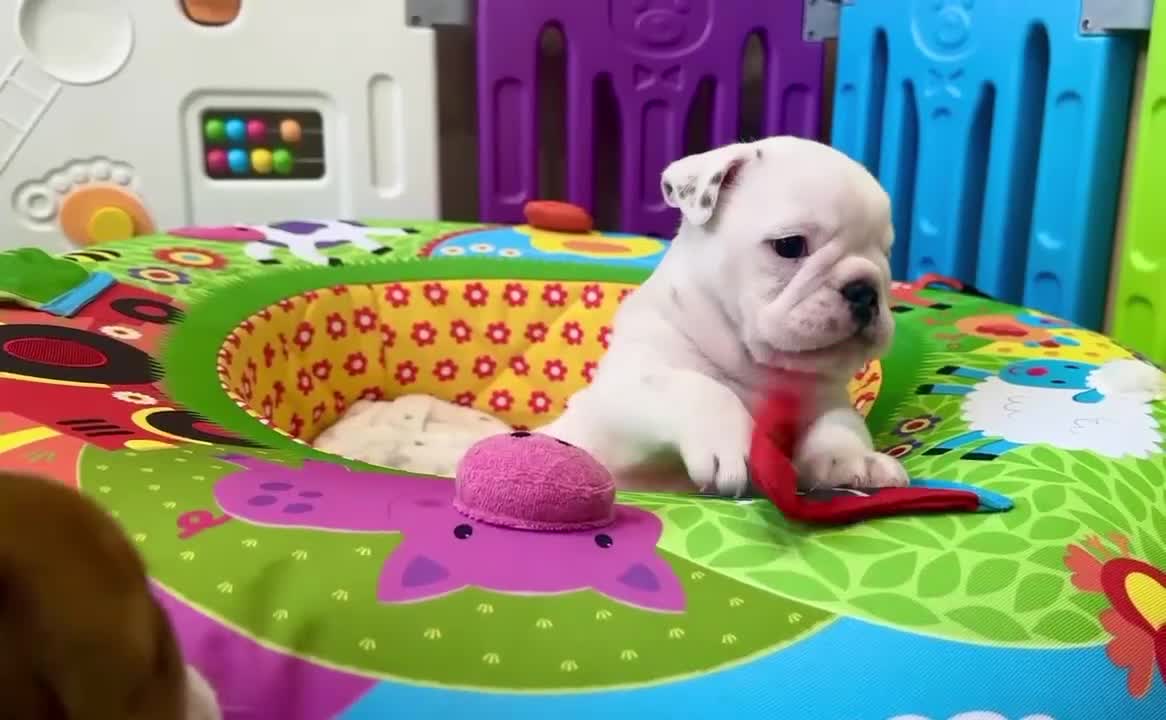 English Bulldog dogs for sale: ** PUREBRED STANDARD COLOUR BULLDOG PUPPIES** - Video 1