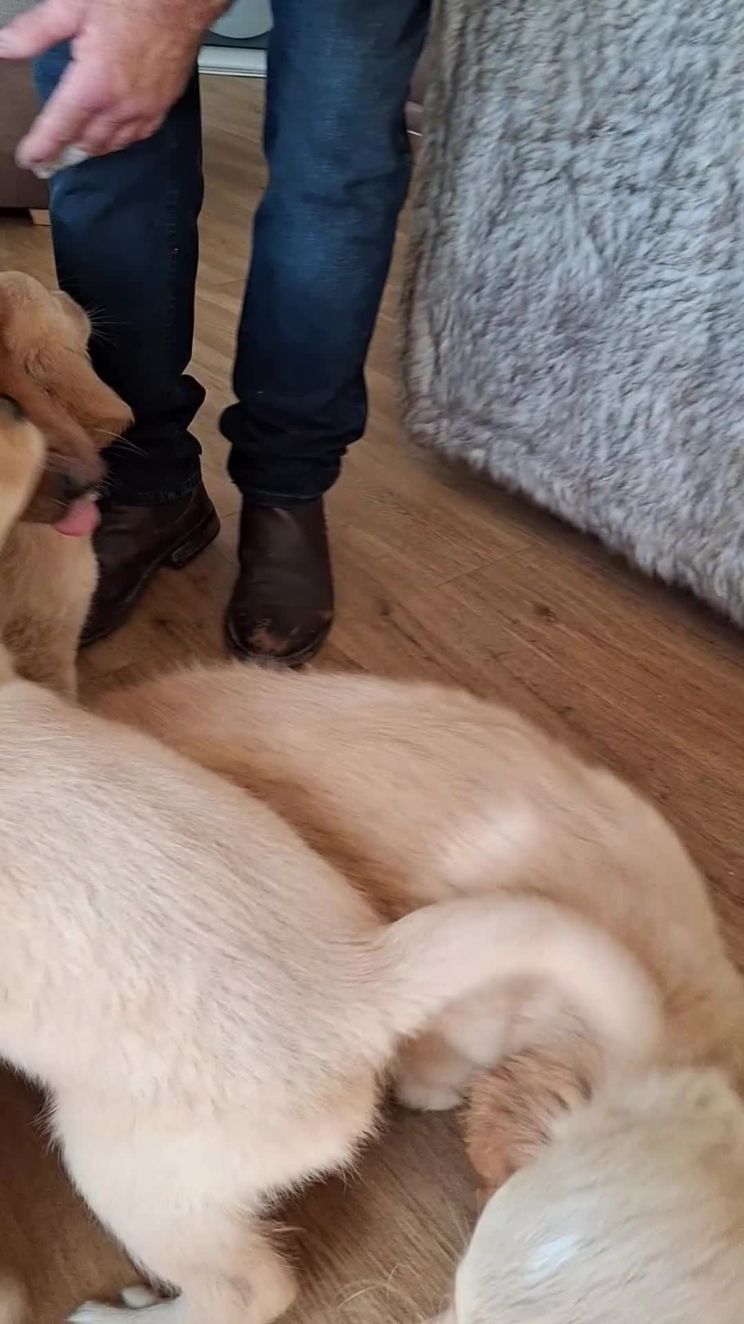 Golden Retriever dogs for sale: Golden Retreiver Puppies  - Video 1