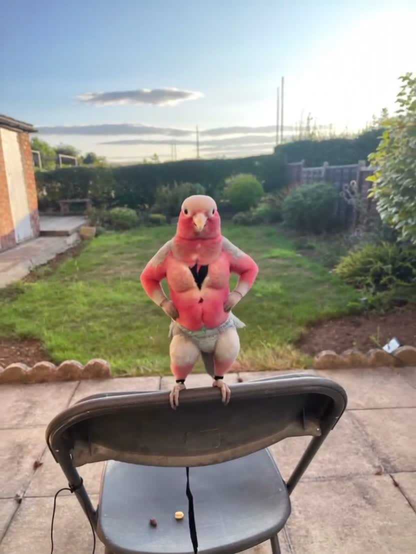 Cockatoo birds for sale: Baby Galah Cockatoo for Sale -  Sweet & Social - Video 1