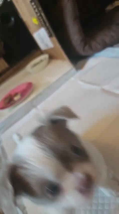 Chihuahua dogs for sale: Full pedigree long coat chihuahua lilac/chocolate - Video 2