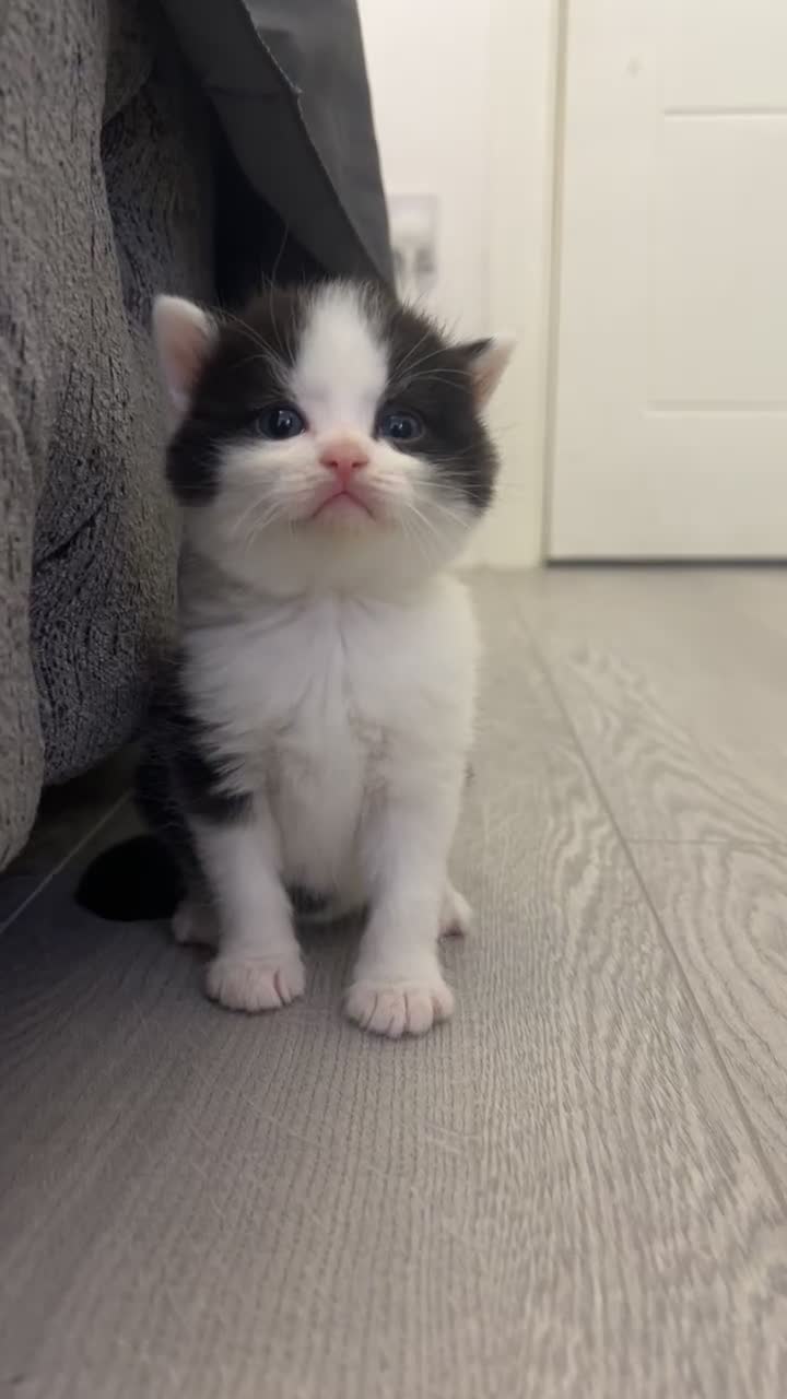 British Shorthair cats for sale: Black and white kitten  - Video 5