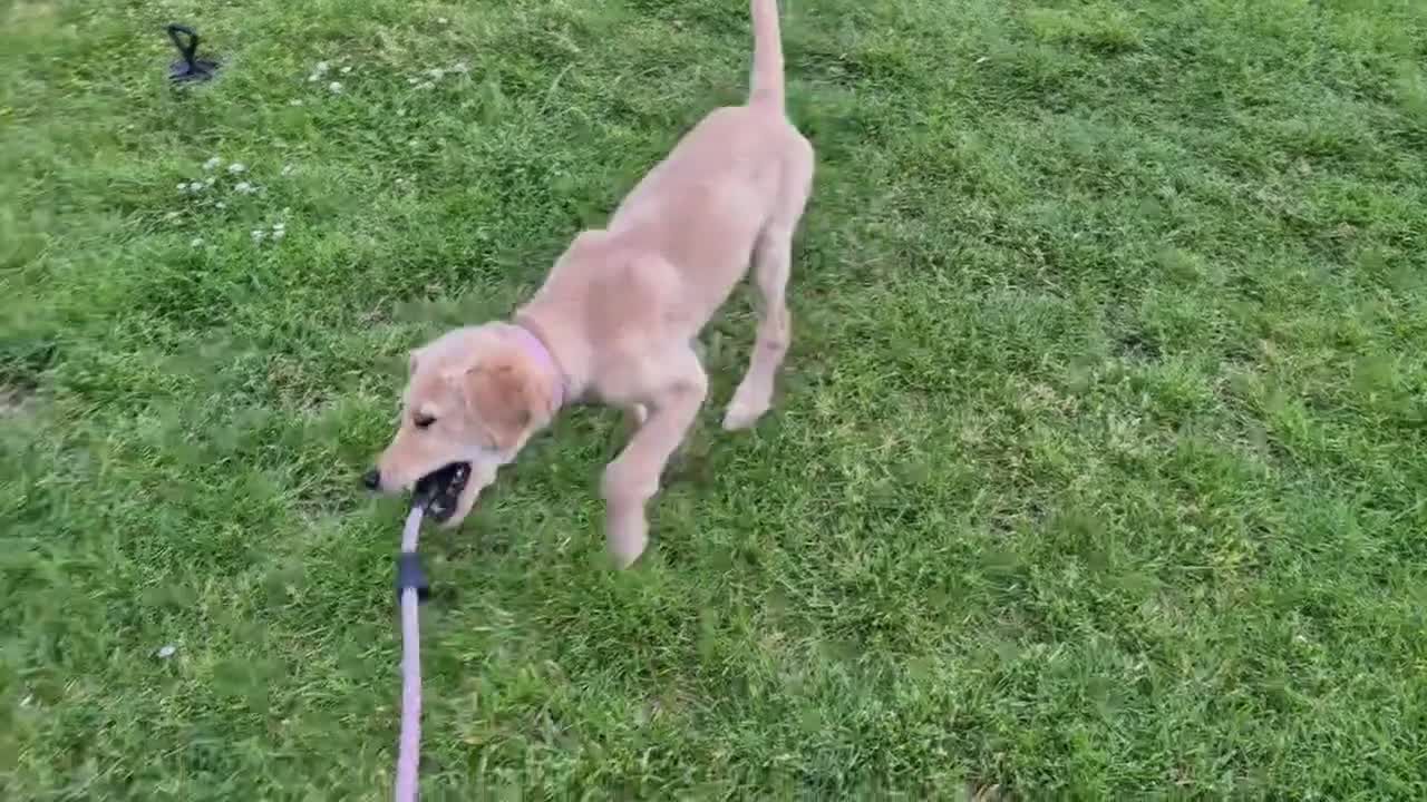 Golden Retriever dogs for sale: Golden retriever  - Video 1