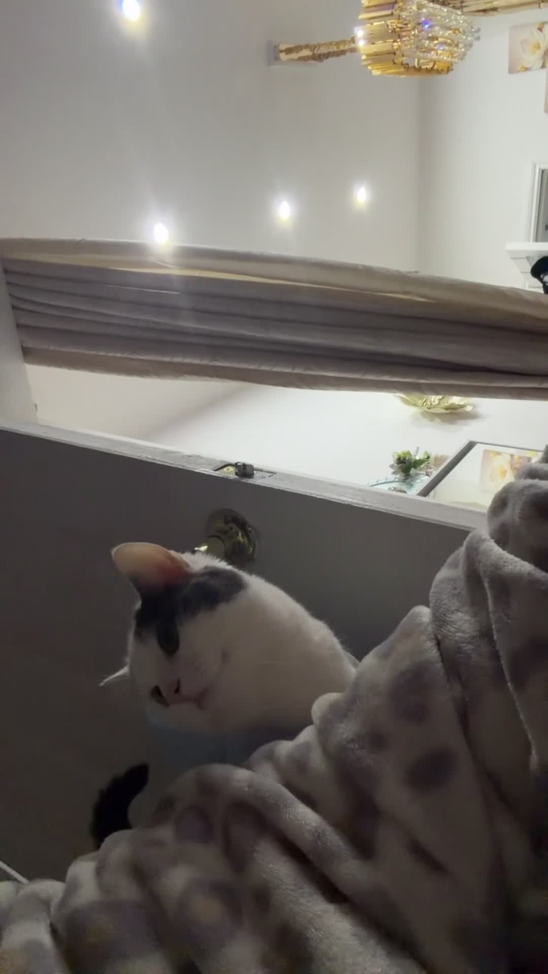Domestic Shorthair cats for sale: Snow  - Video 1