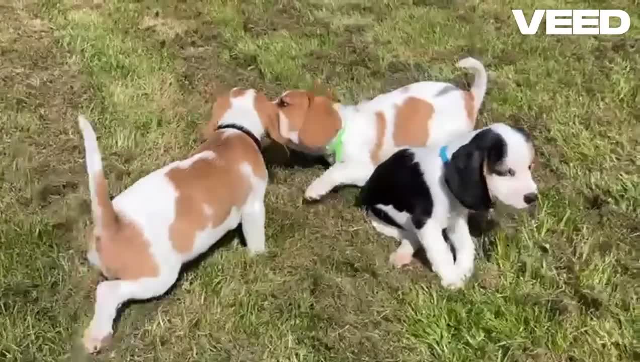 Beaglier dogs for sale: Beautiful Beagliers ❤️❤️ - Video 1