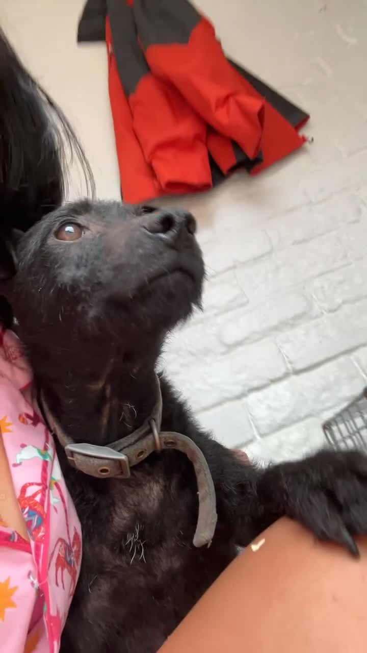 Patterdale Terrier dogs for sale: Stunning Patterdale pups  - Video 2
