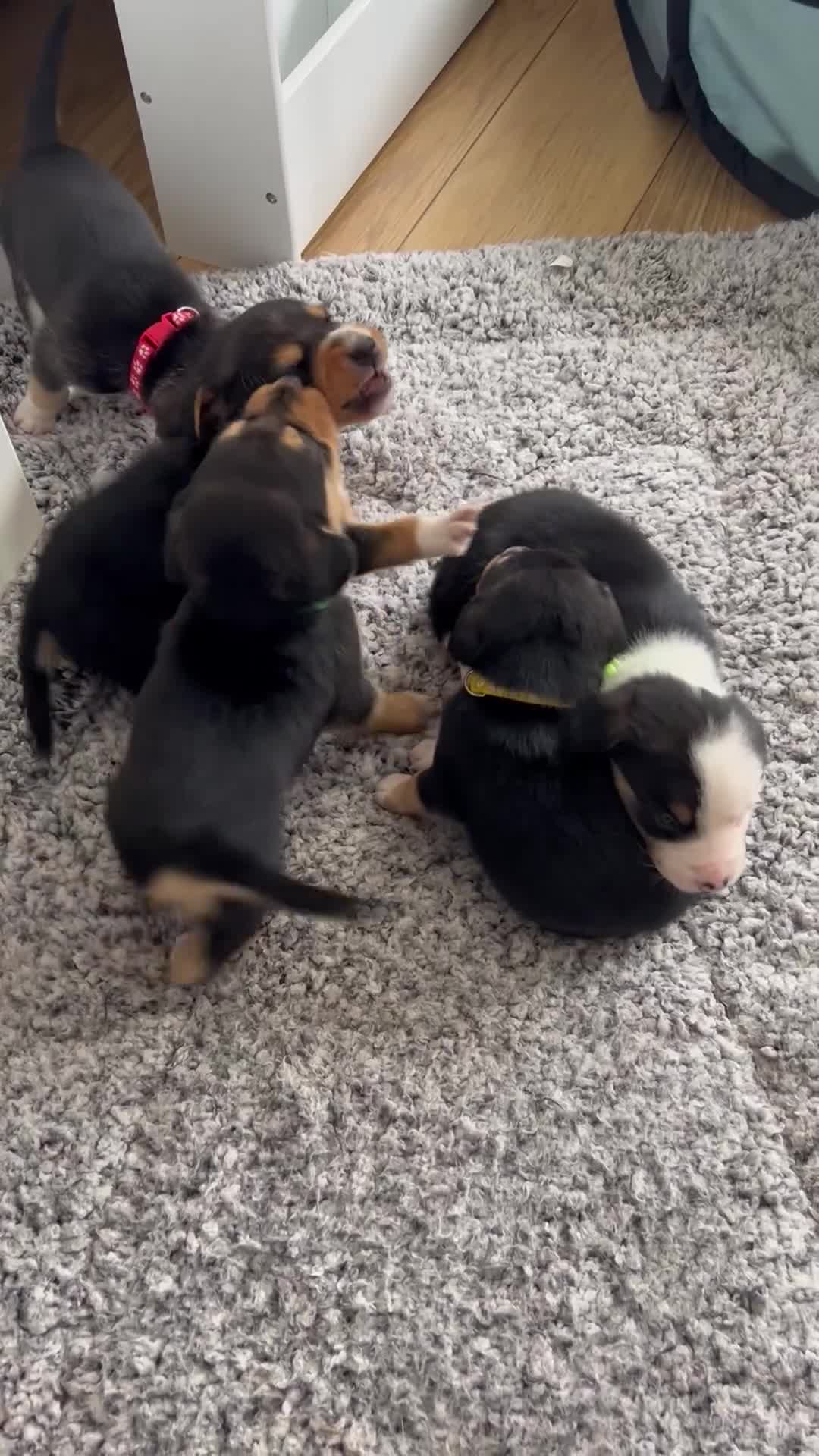 Mixed Breed dogs for sale: Welsh shepherd x beagle mix puppies  in Wigan - Video 1