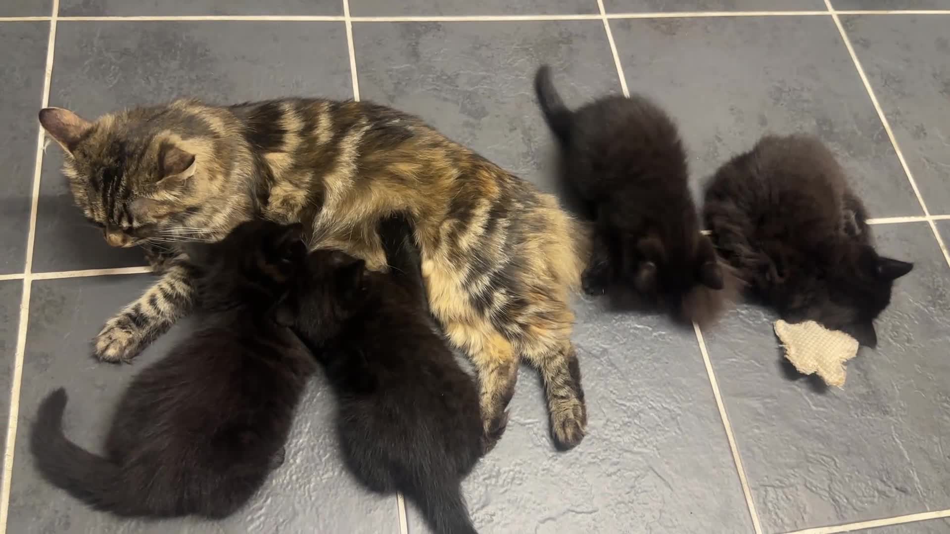 Mixed Breed cats for sale: 4 black tabby male kittens for sale - Video 1