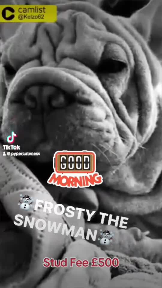 French Bulldog dogs for sale: ☃️FROSTY THE SNOWMAN☃️ - Video 3