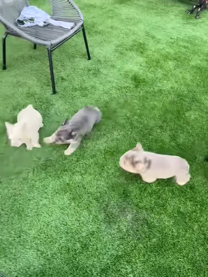 French Bulldog dogs for sale: Exceptional Fluffy Frenchie Puppies available  - Video 1
