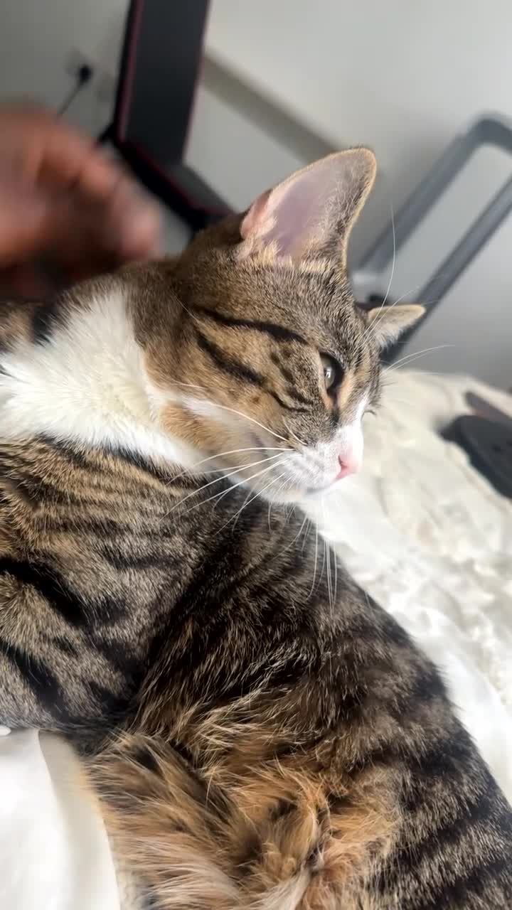 Mixed Breed cats for sale: Male cat needs new home  - Video 2