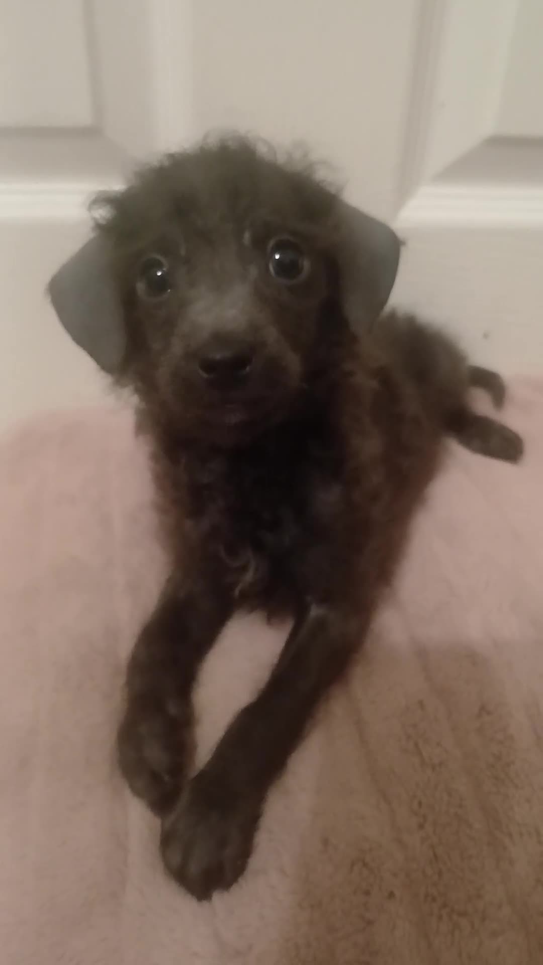 Toy Poodle dogs for sale: 🩶2 Grey/Blue Rare boys🏡1 girl🩷 - Video 2