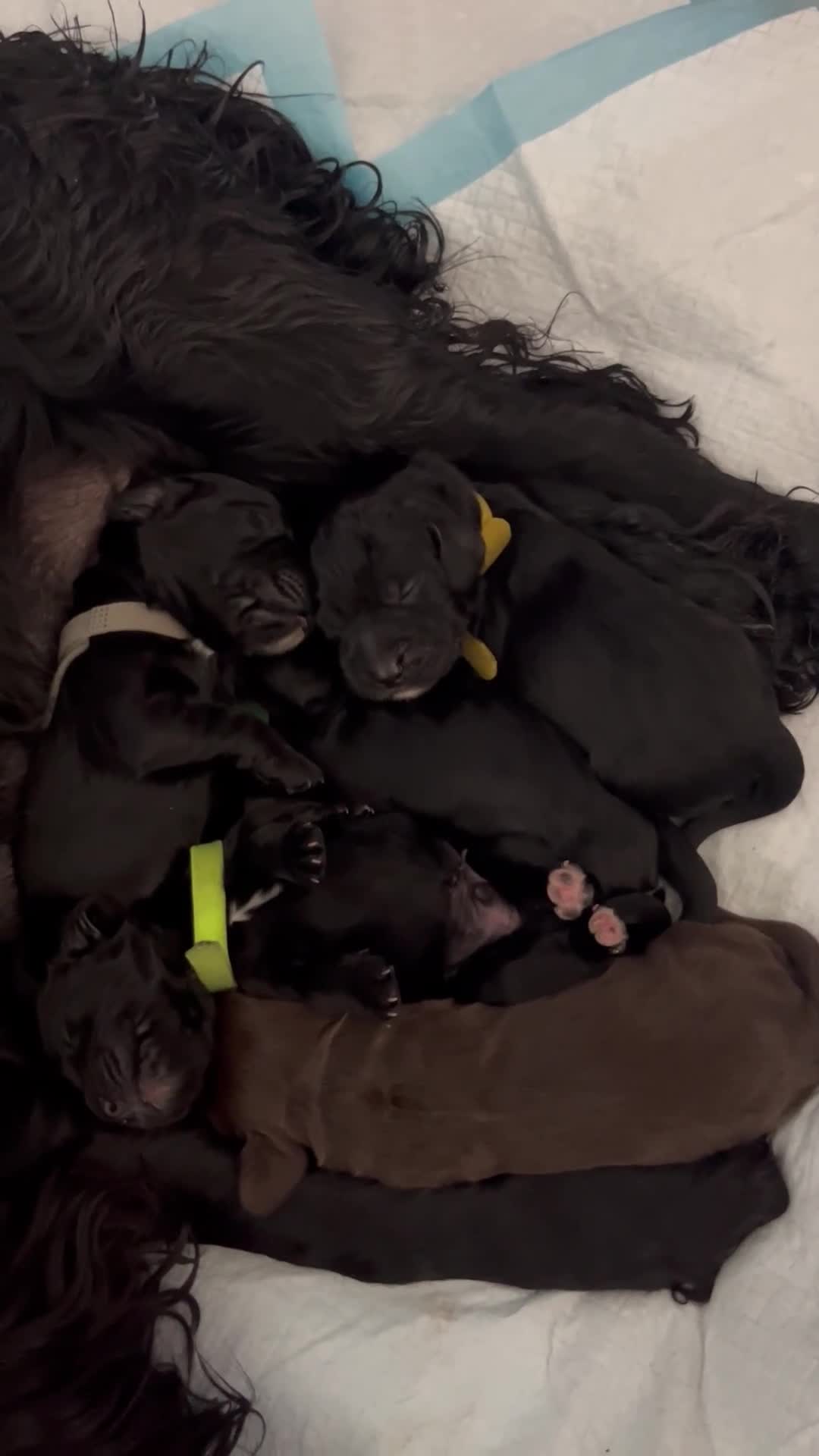 Cocker Spaniel dogs for sale: 🐾Working cocker spaniel puppies🐾 - Video 1