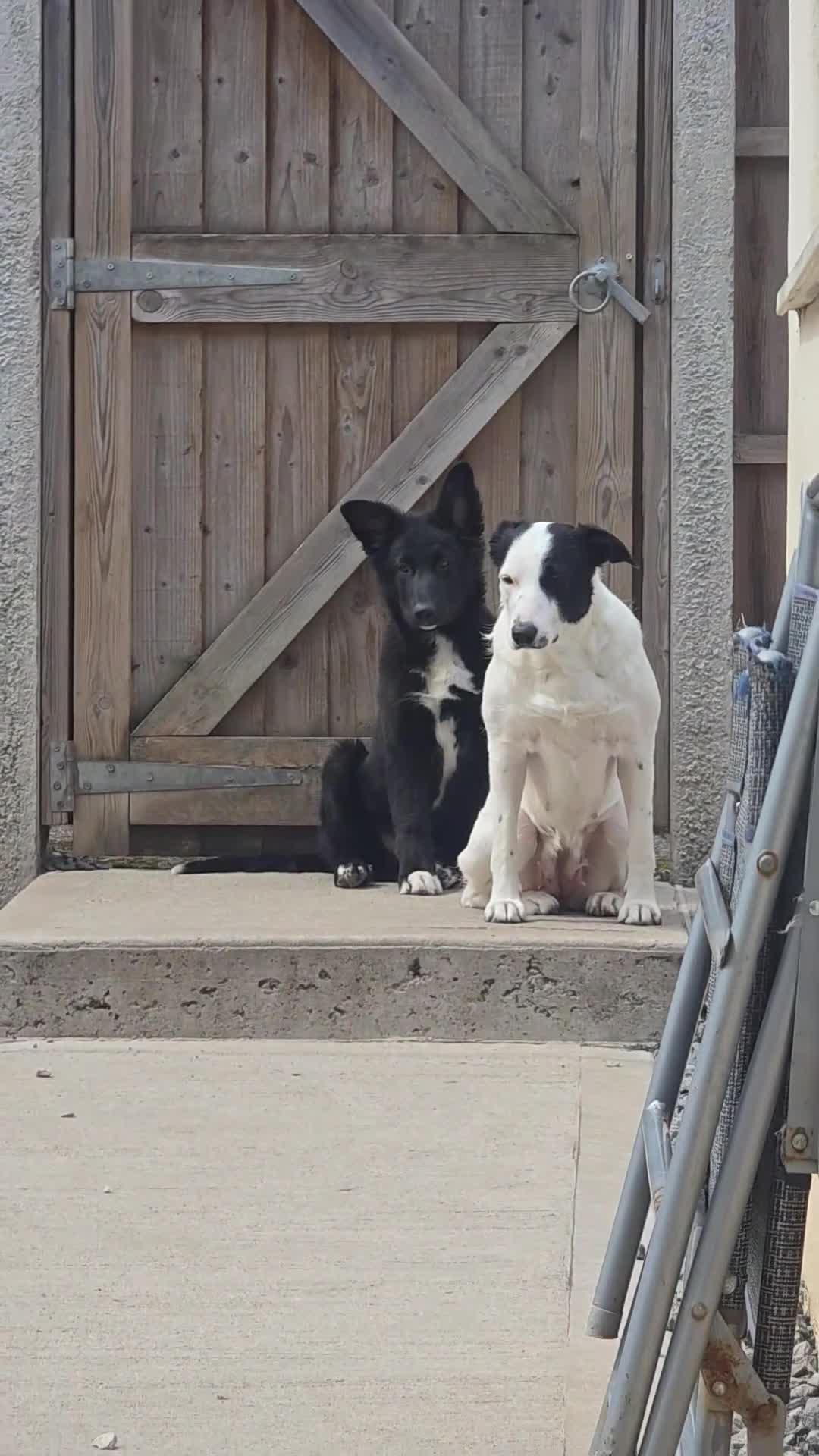 Mixed Breed dogs for sale: Beautiful happy boy for sale 💙  - Video 1