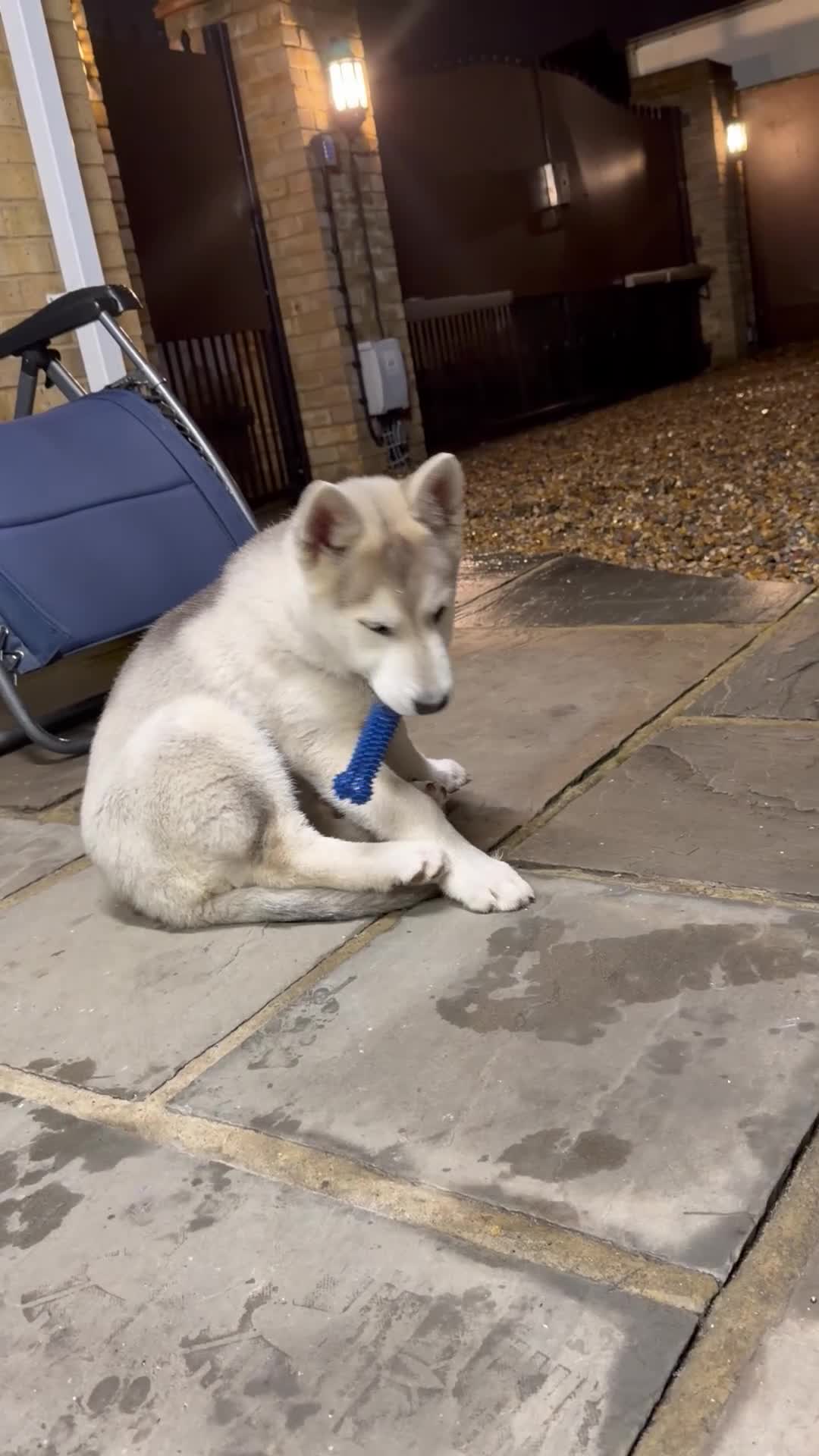 Shepsky dogs for sale: Husky - Video 2