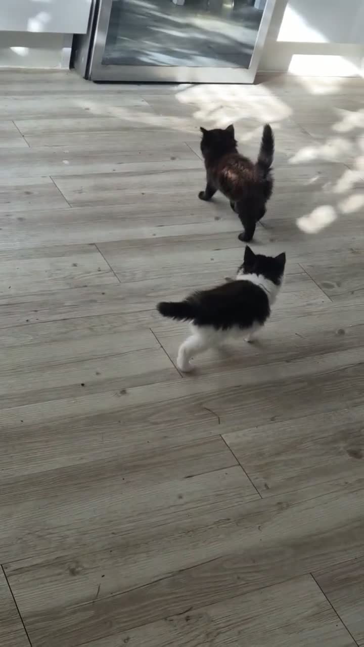 Mixed Breed cats for sale: Beautiful Kittens - Video 2