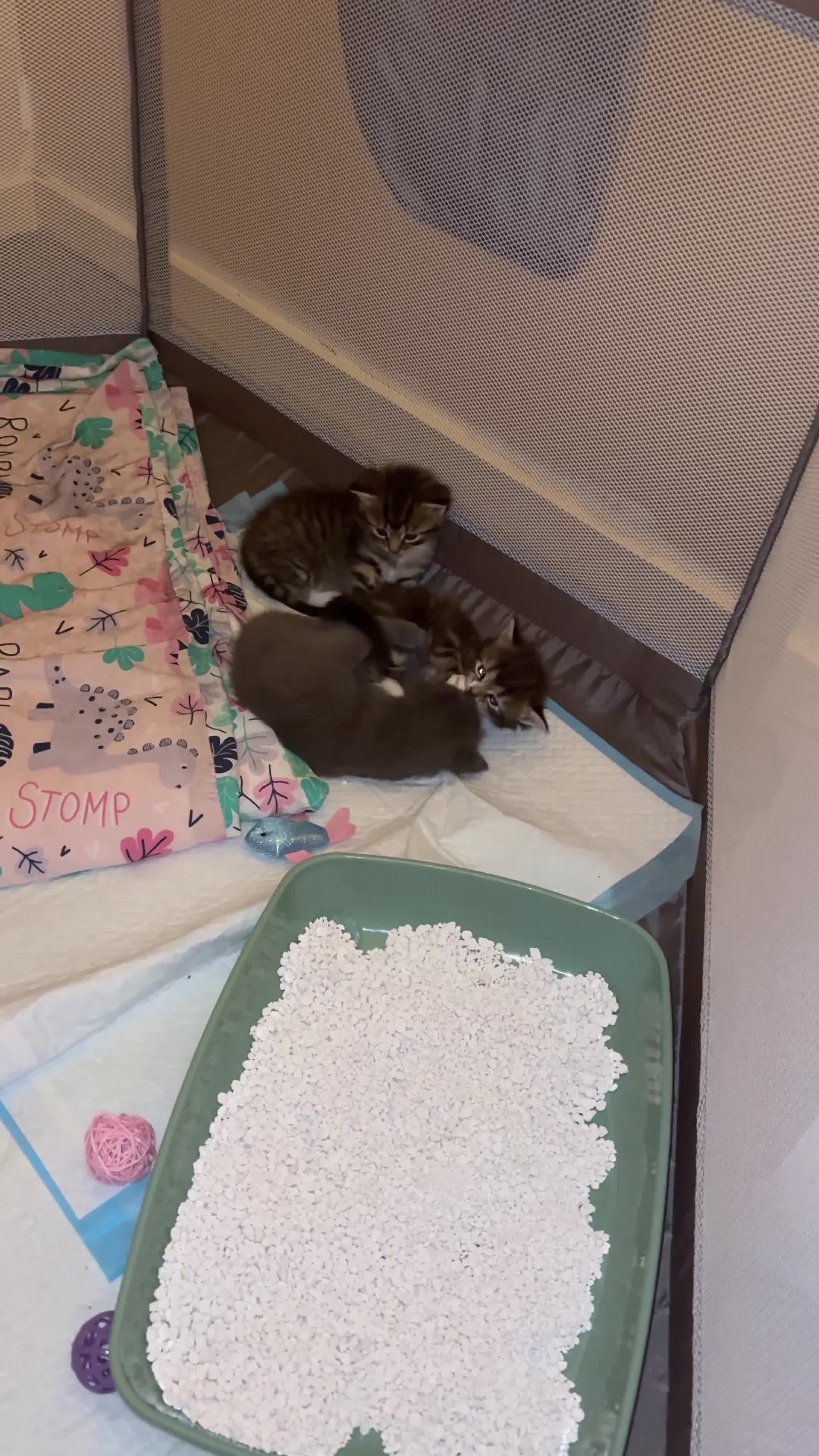 Mixed Breed cats for sale: Blue & Tabby Female Kittens – Ready 11 April - Video 2