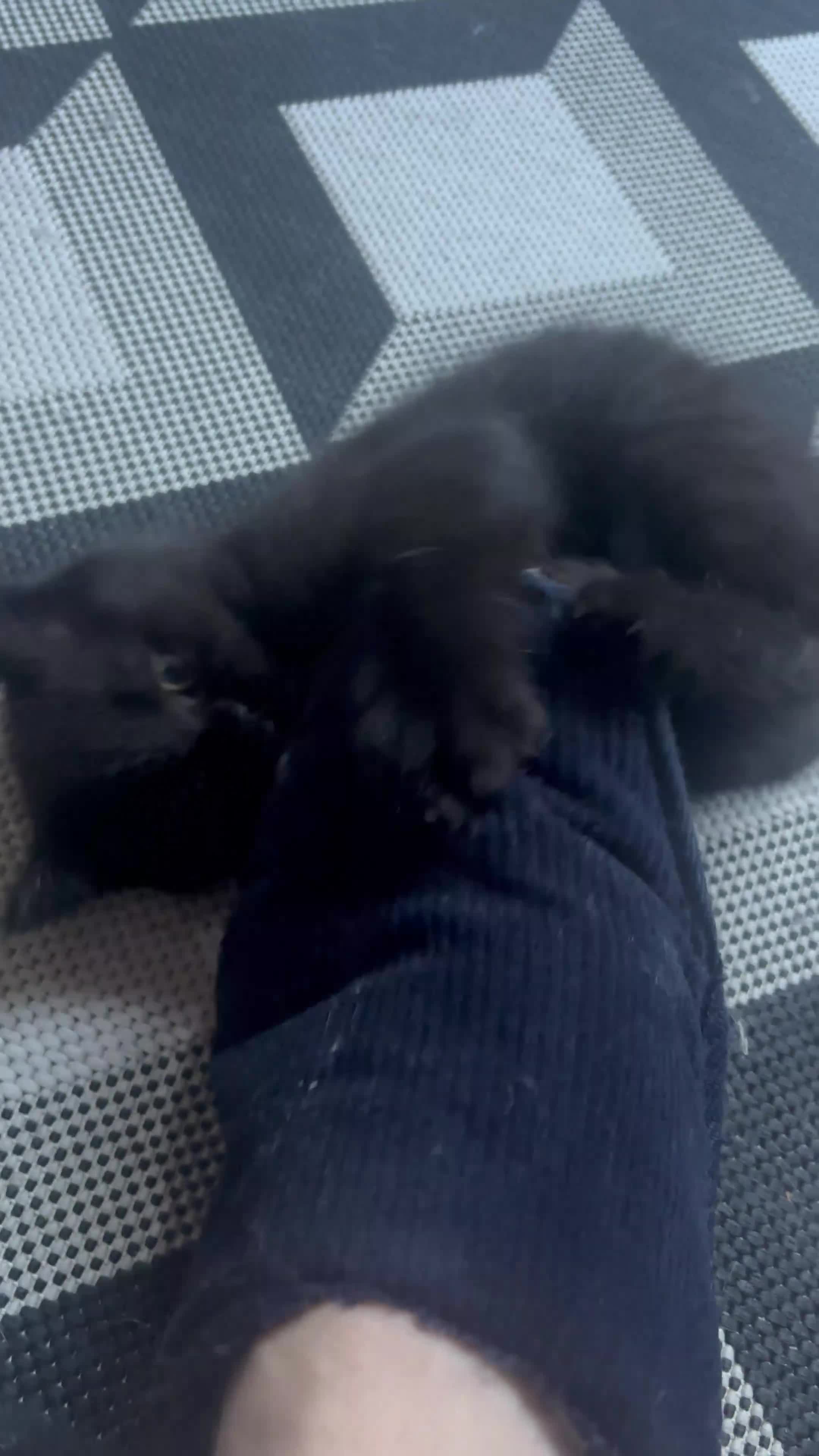 Scottish Fold cats for sale: Adorable Scottish Straight Kittens  - Video 3