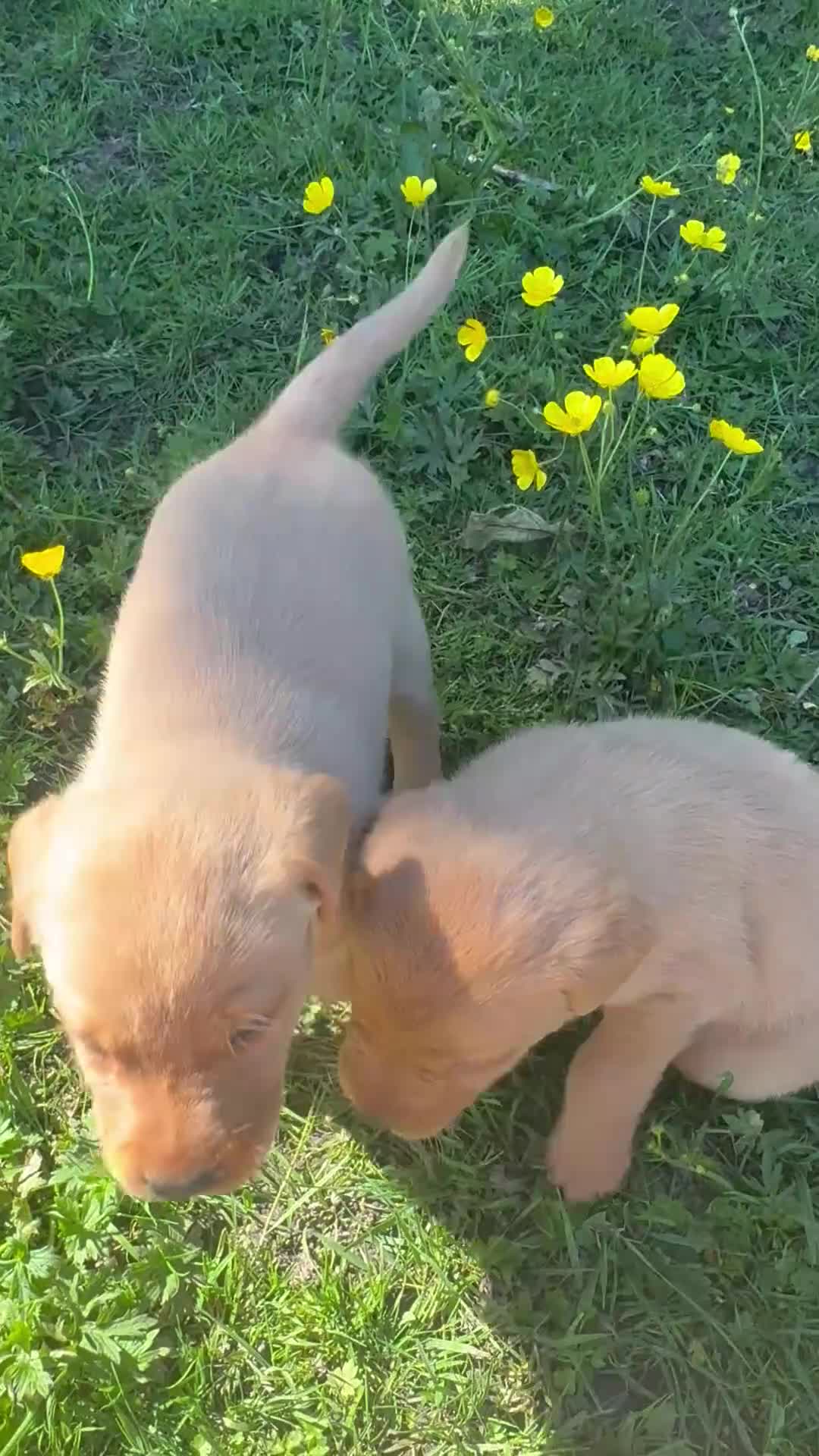 Labrador Retriever dogs for sale: Ready to Leave - Labrador puppies  in Leeds - Video 1