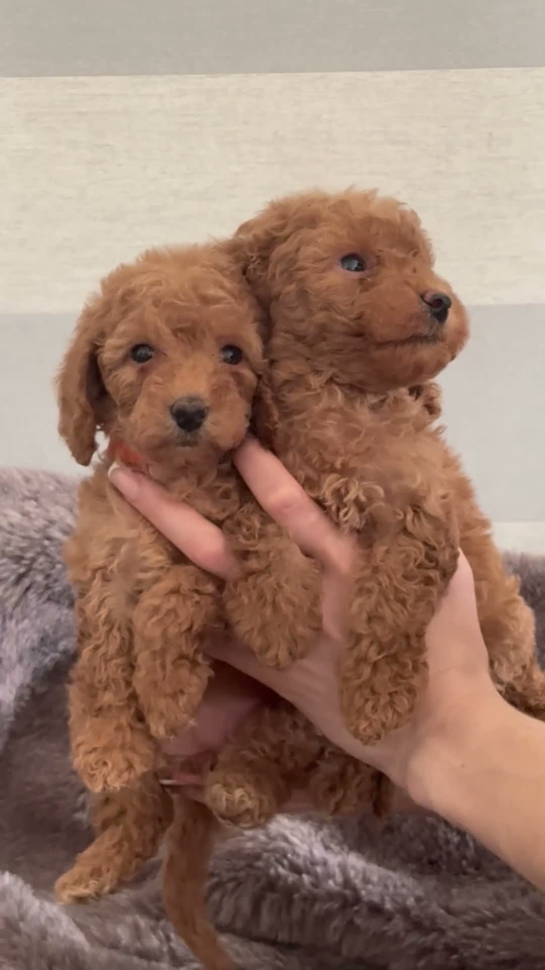 Miniature Poodle dogs for sale: Beautiful Miniature poodle puppies  in Thetford - Video 1