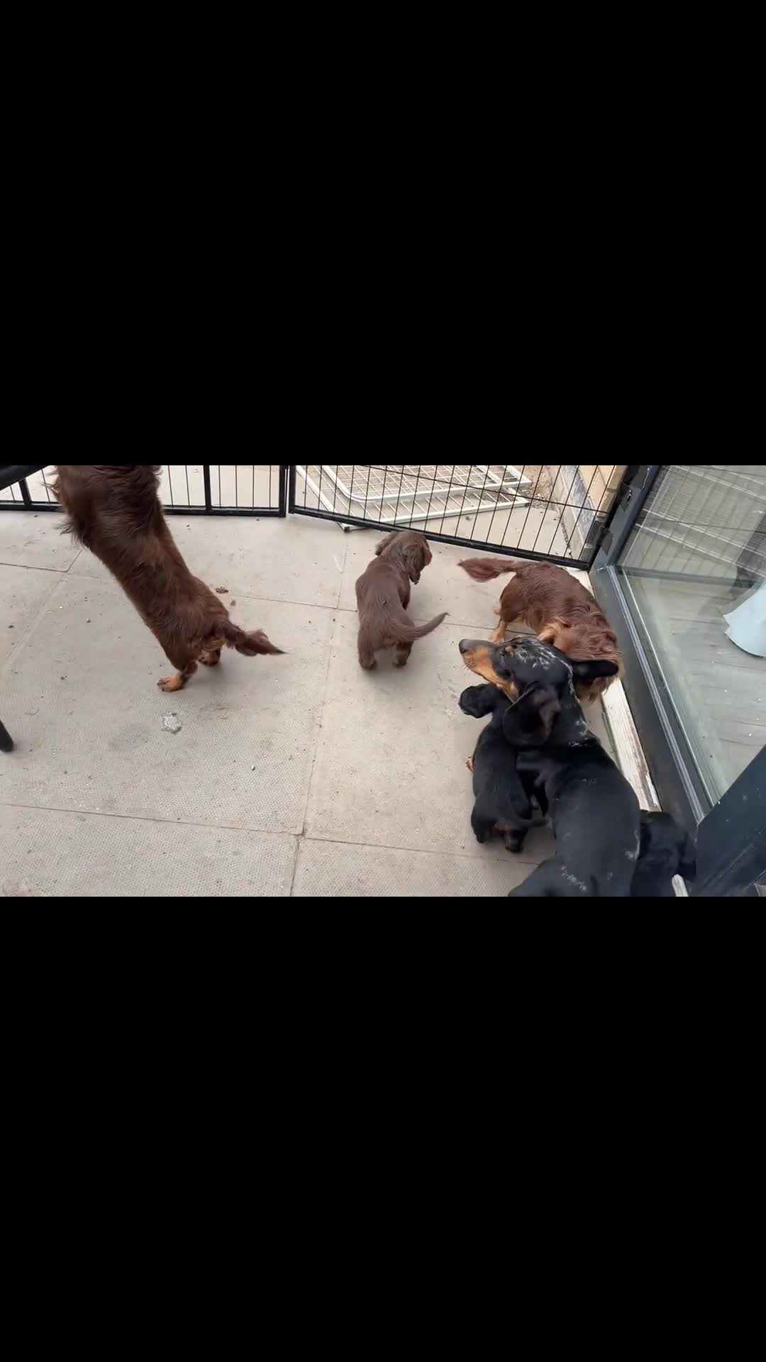 Miniature Dachshund dogs for sale: READY NOW Miniature long haired dachshund female  - Video 1