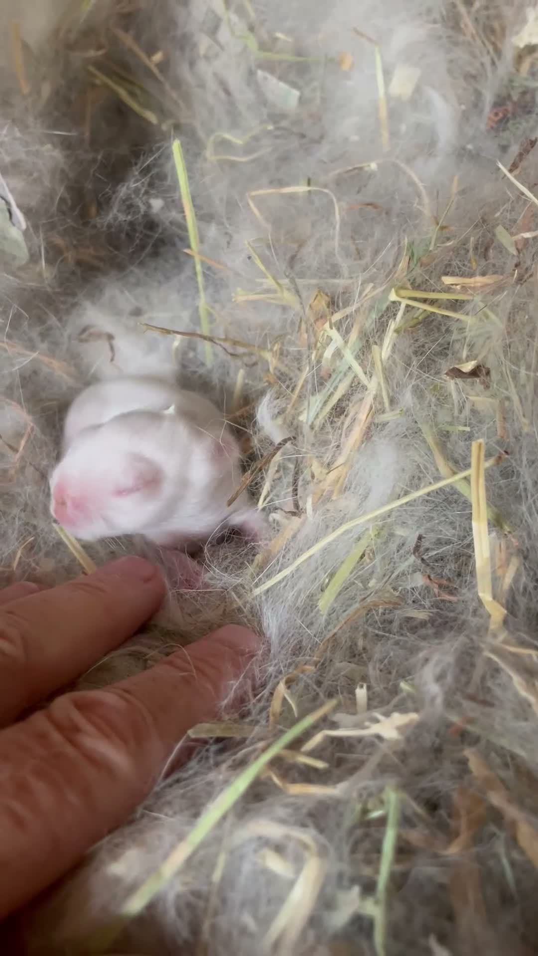 Netherland Dwarf rabbits for sale: Netherland Dwarf purebred Baby Rabbits NEW  - Video 1