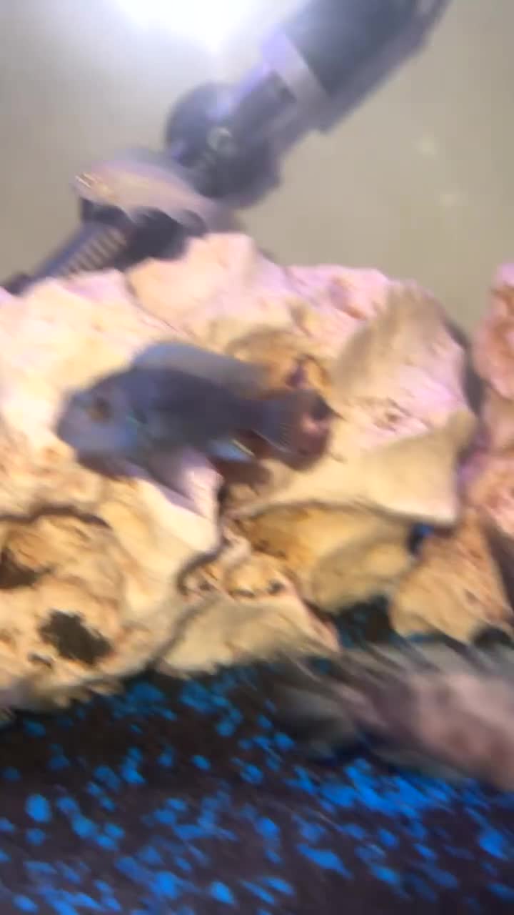 Cichlids fish for sale: Pair and babies - Video 1