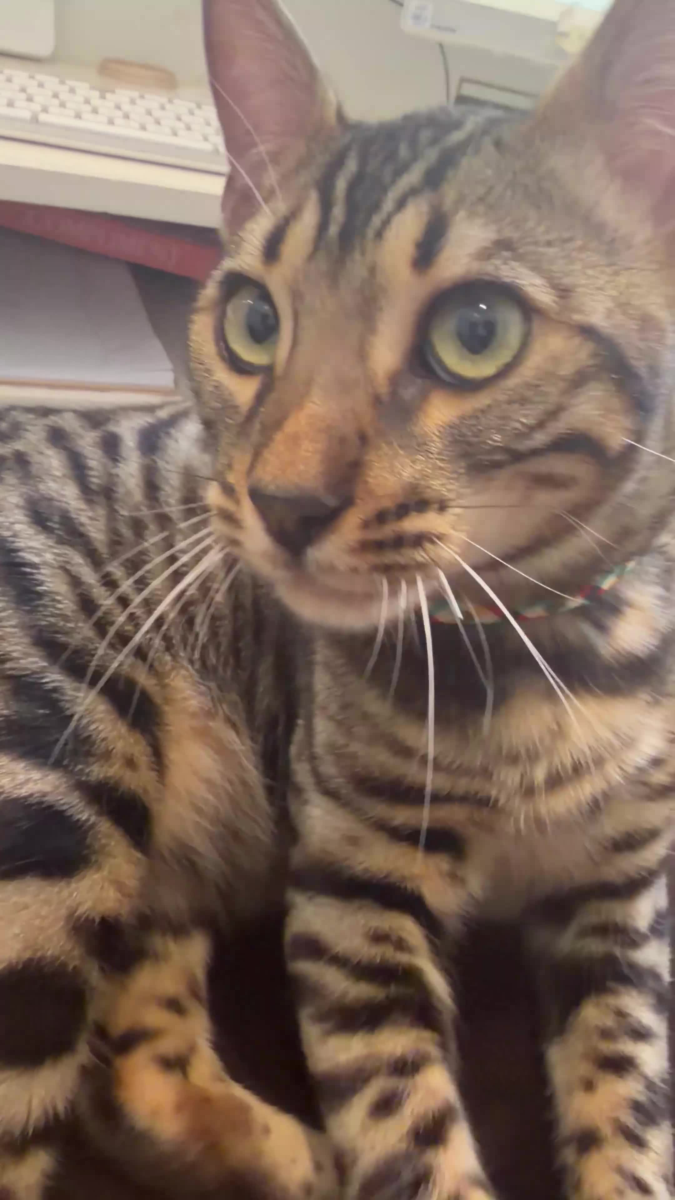 Bengal cats for sale: 6 month old Beautiful male bengal  in Worthing - Video 1