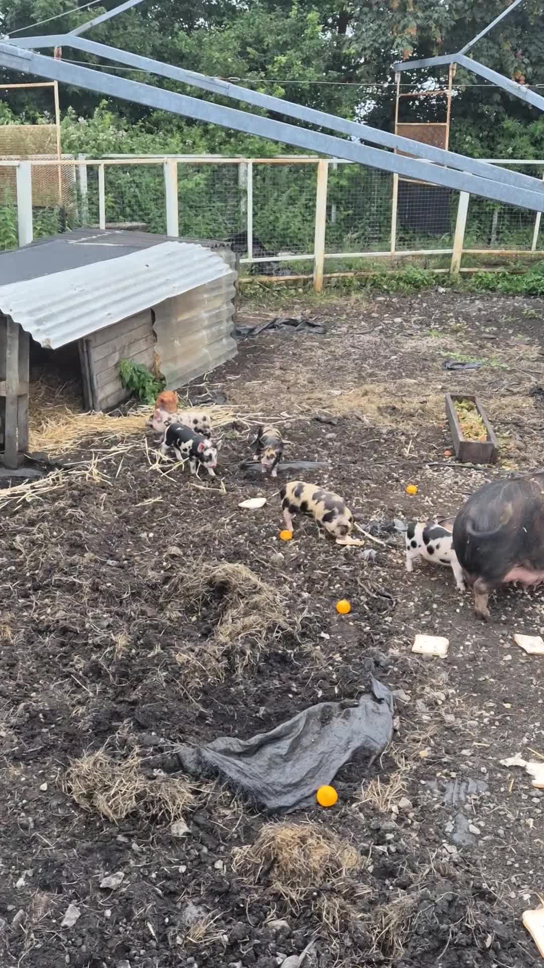 Pig livestock for sale: Micro pigs in Lancaster - Video 1