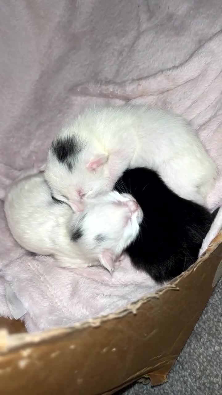 Mixed Breed cats for sale: One female kitten  - Video 1