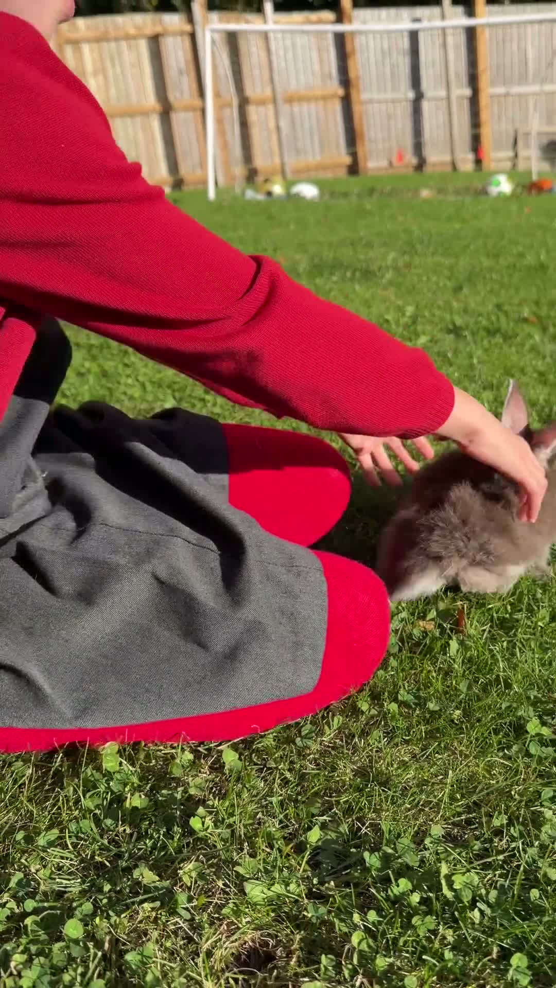 Mini Lop rabbits for sale: FREE to Loving home - Baby Female Mini Lop in Billingham - Video 1