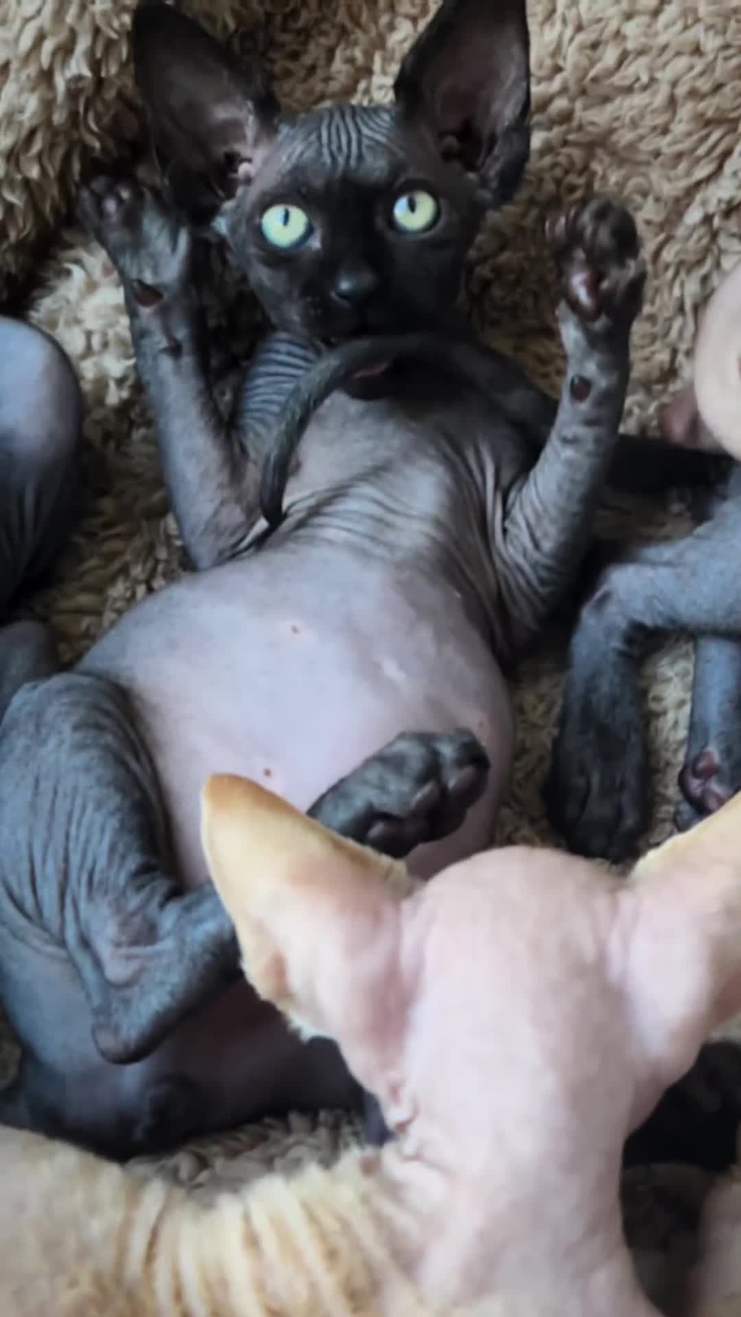Sphynx cats for sale: 6 Lovely Canadian Sphynx kittens - Video 1