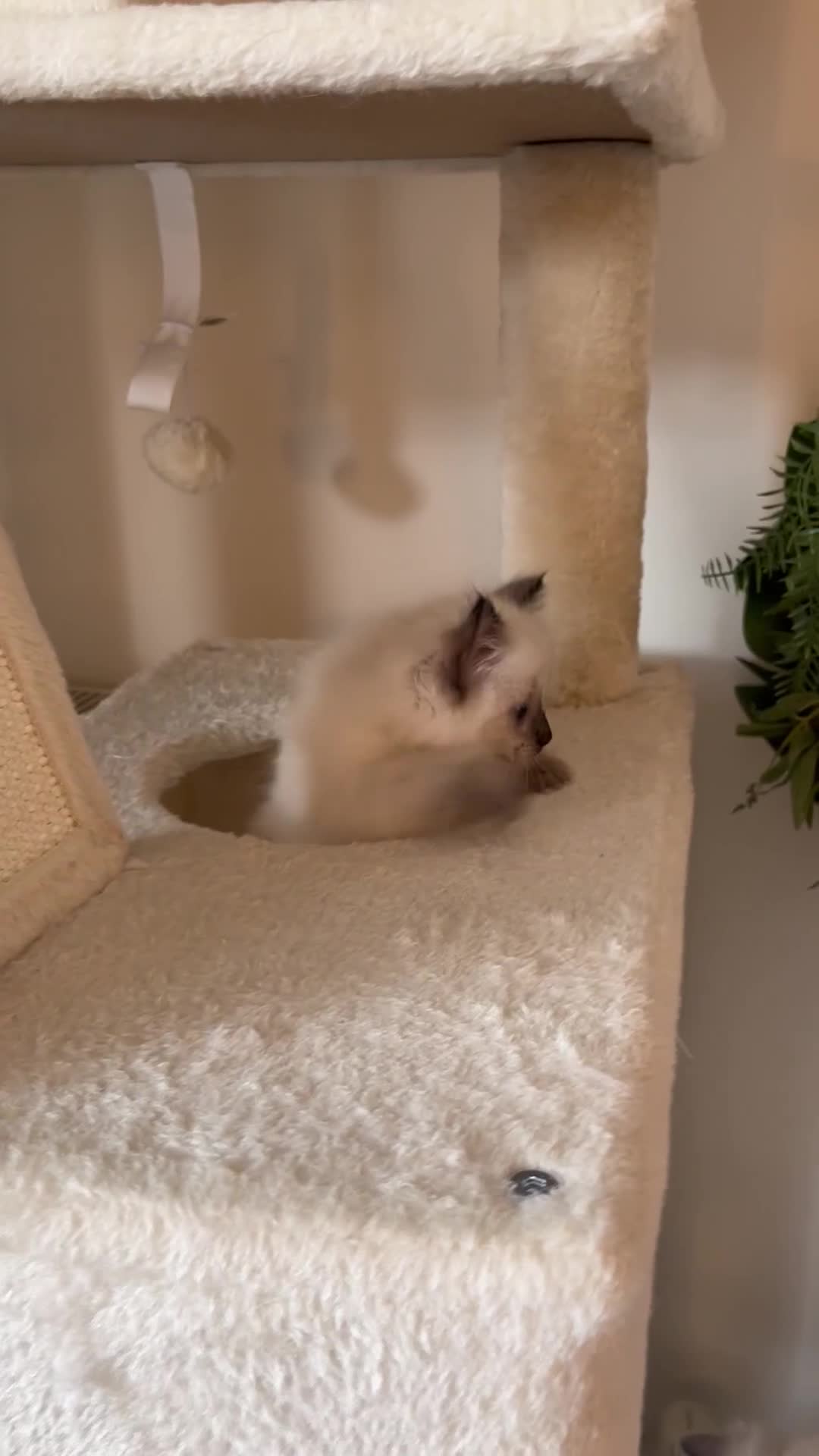Ragdoll cats for sale: Pure Ragdoll kittens for sale london  - Video 1
