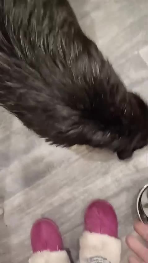 Mixed Breed dogs for adoption: 🐾MEET DUKE – a superb young boy for a Loving Home - Video 2