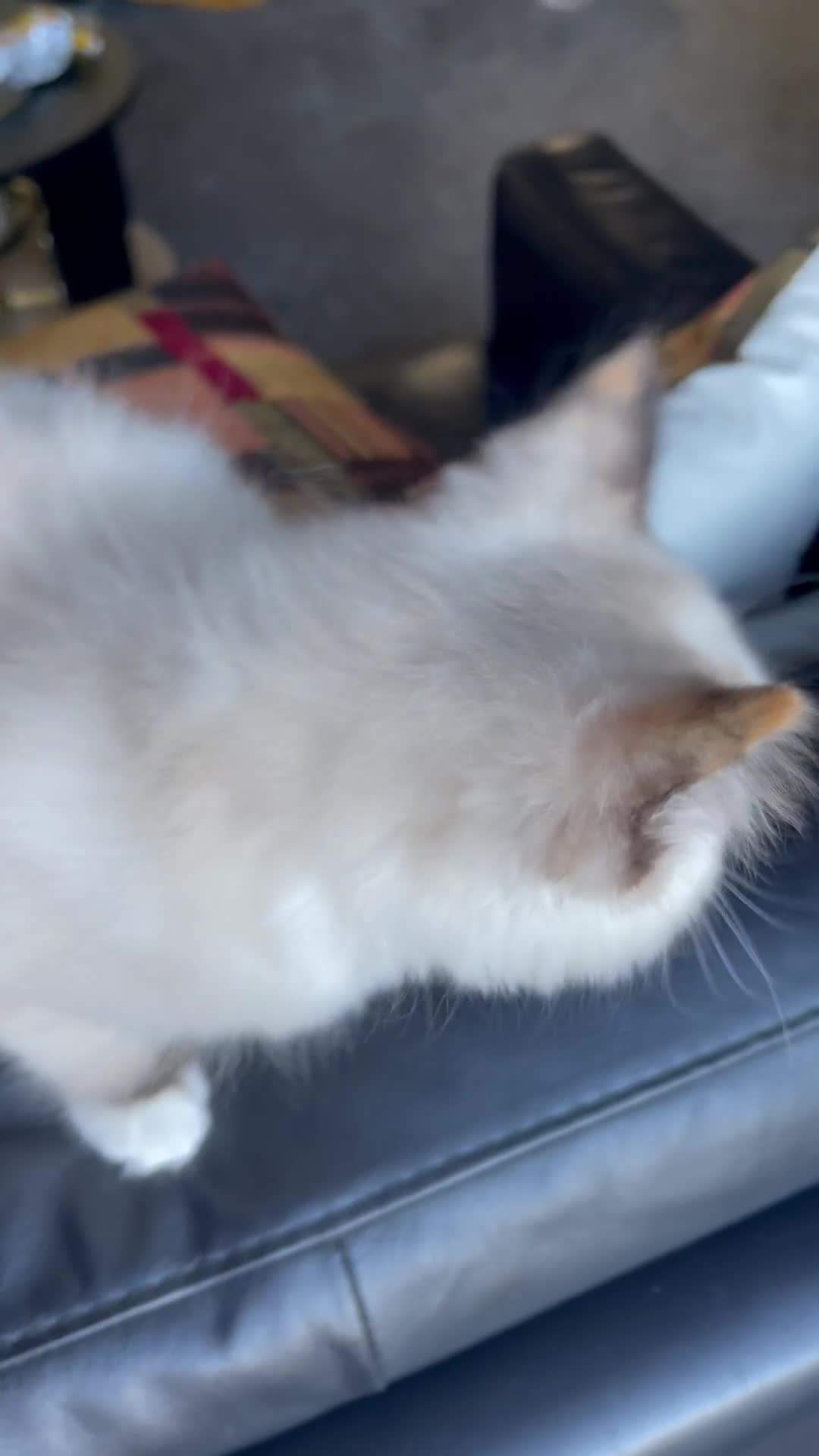 Ragdoll cats for sale: Ragdoll adults Purebred pedigree 5 generations  - Video 3