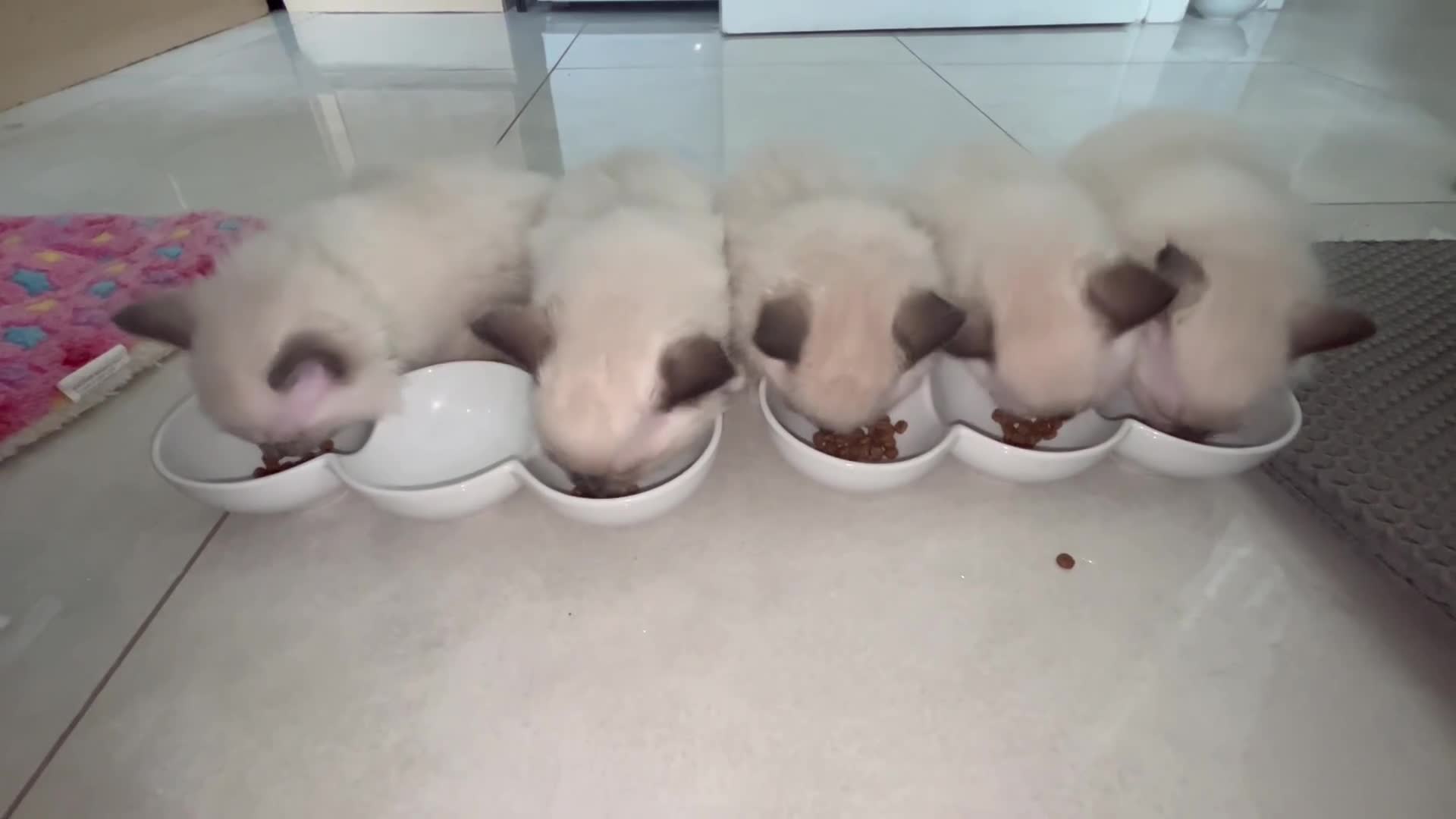 Ragdoll cats for sale: Ragdoll kitten 1 chocolate mitted seal point  in Skelmersdale - Video 1