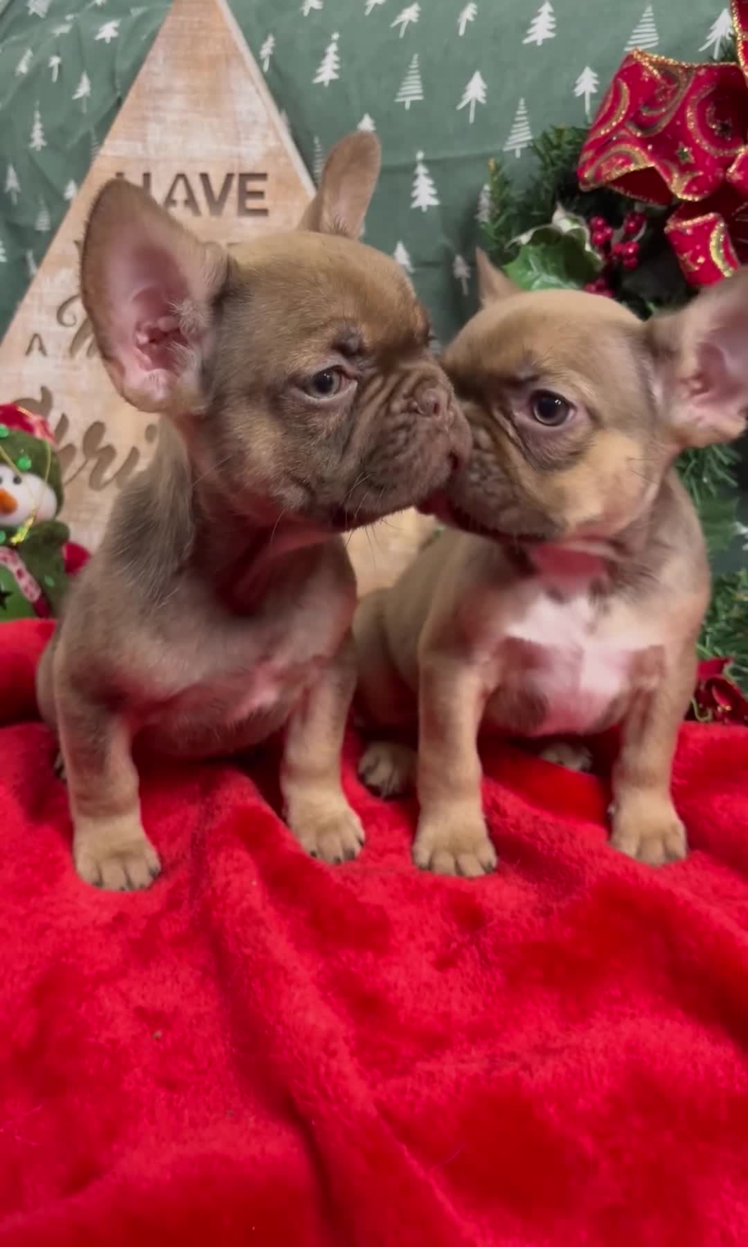 French Bulldog dogs for sale: French Bulldog Gorgeous Colours Available - Video 1