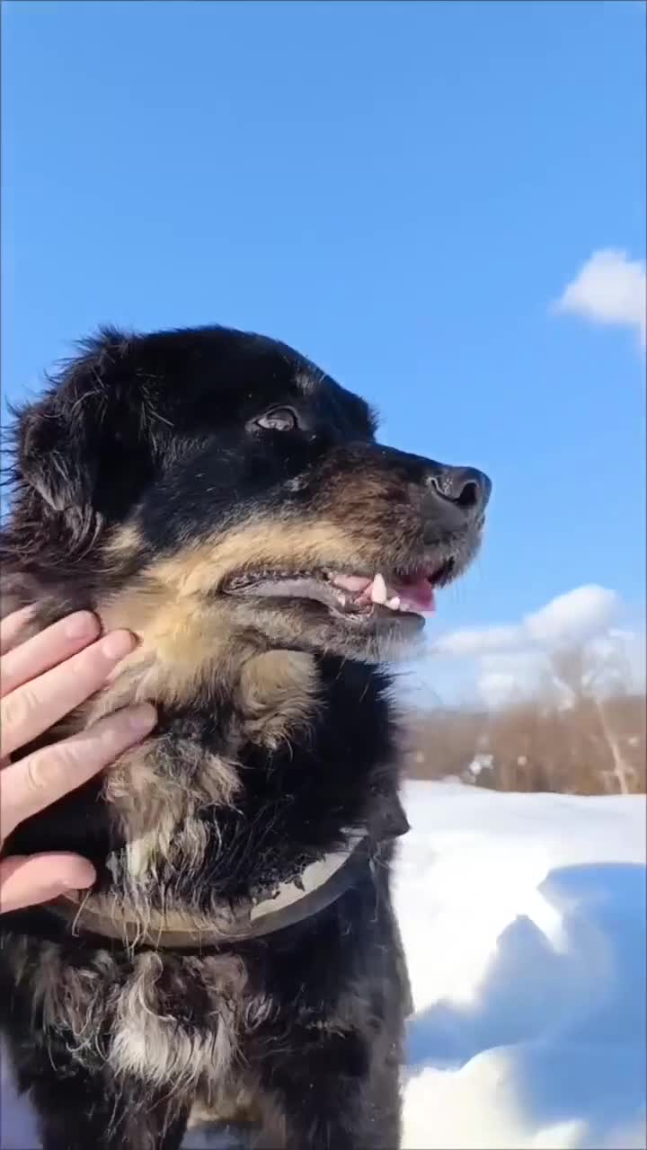 Mixed Breed dogs for adoption: ALEXANDER in Ashford - Video 4