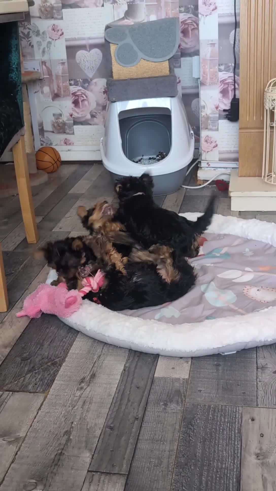 Yorkshire Terrier dogs for sale: Yorkshire terrier puppies ready for viewing  - Video 3